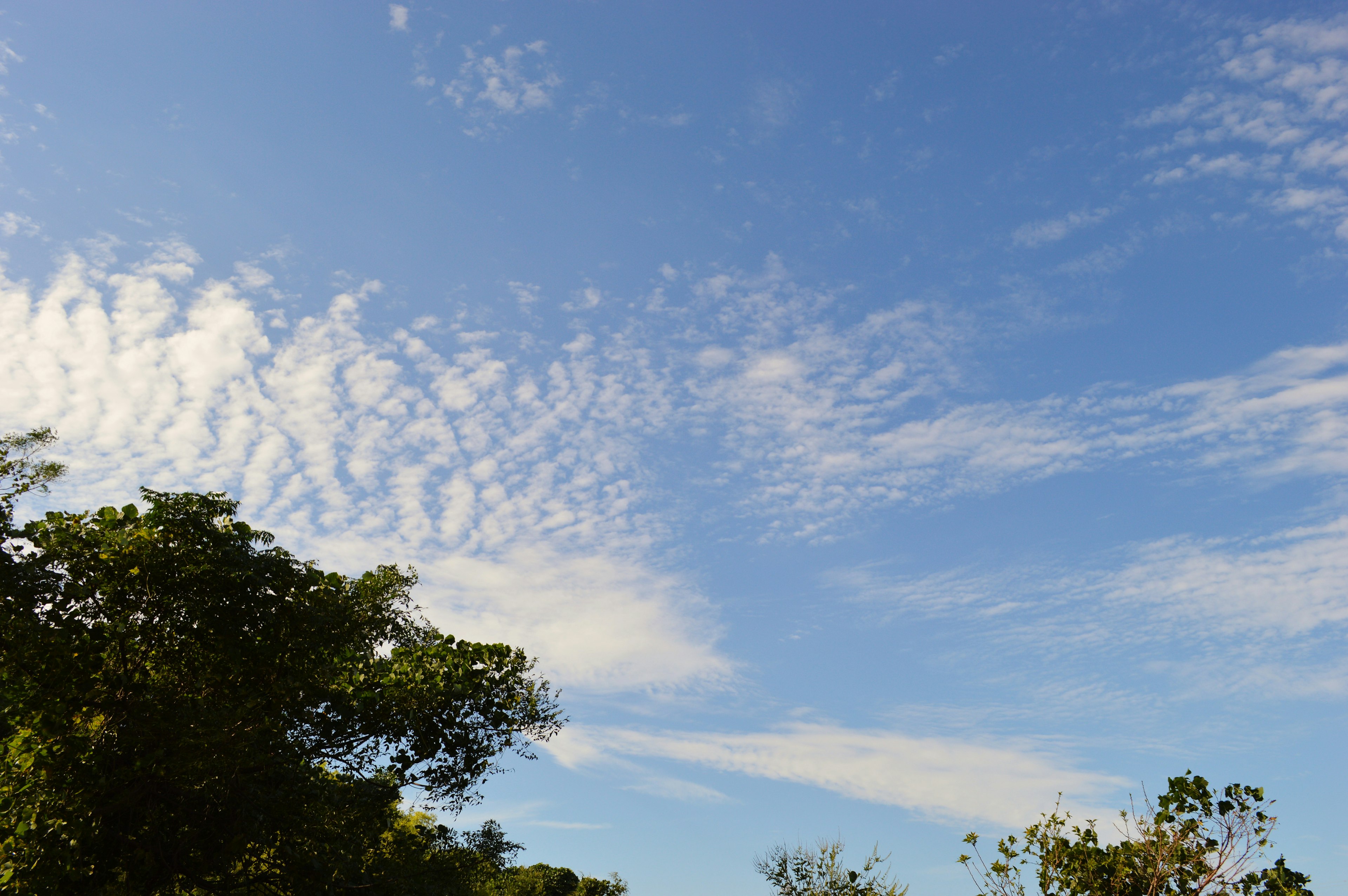 Cielo azul con nubes blancas y árboles verdes