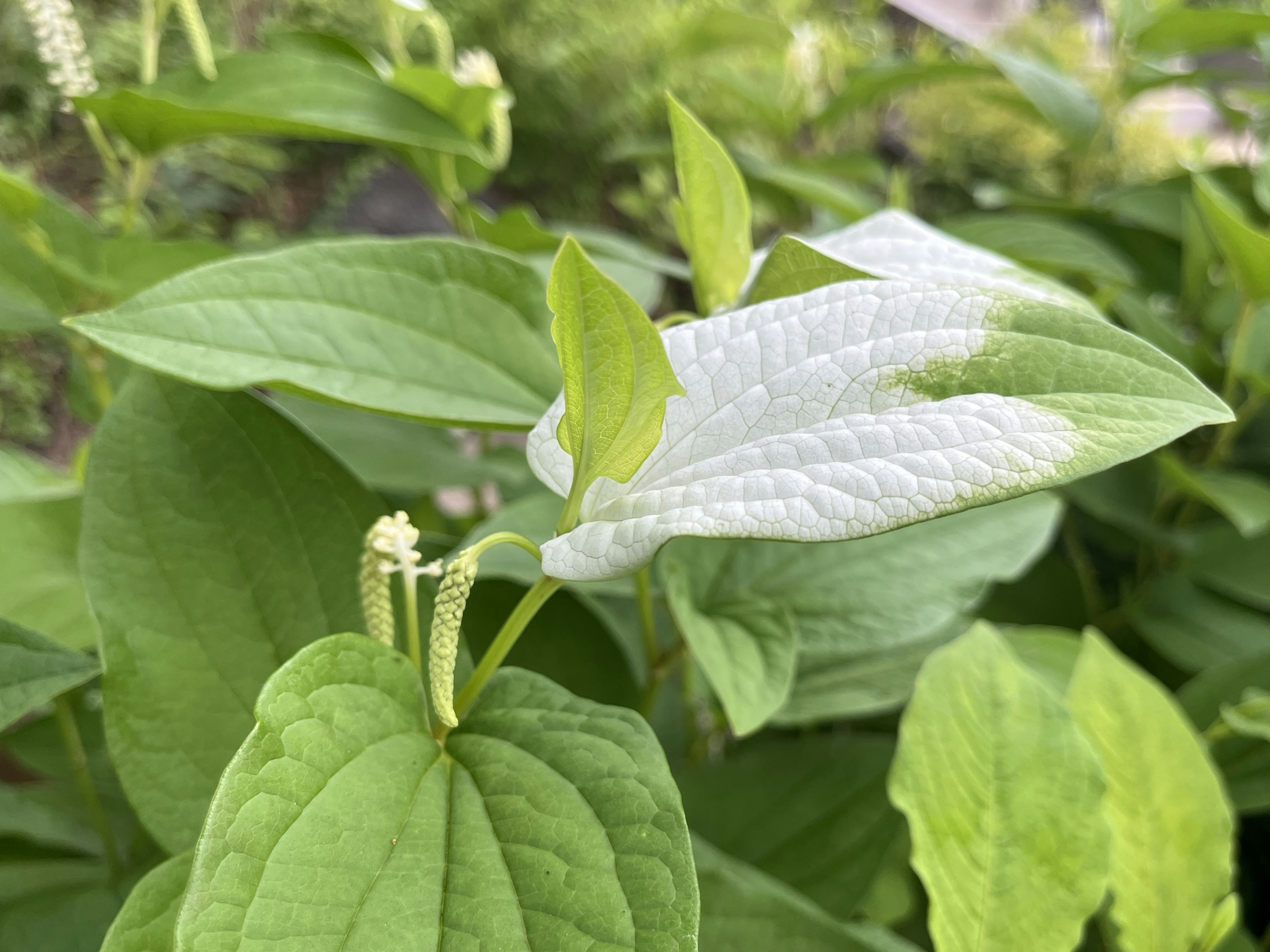 Gros plan d'une plante avec des feuilles blanches et vertes