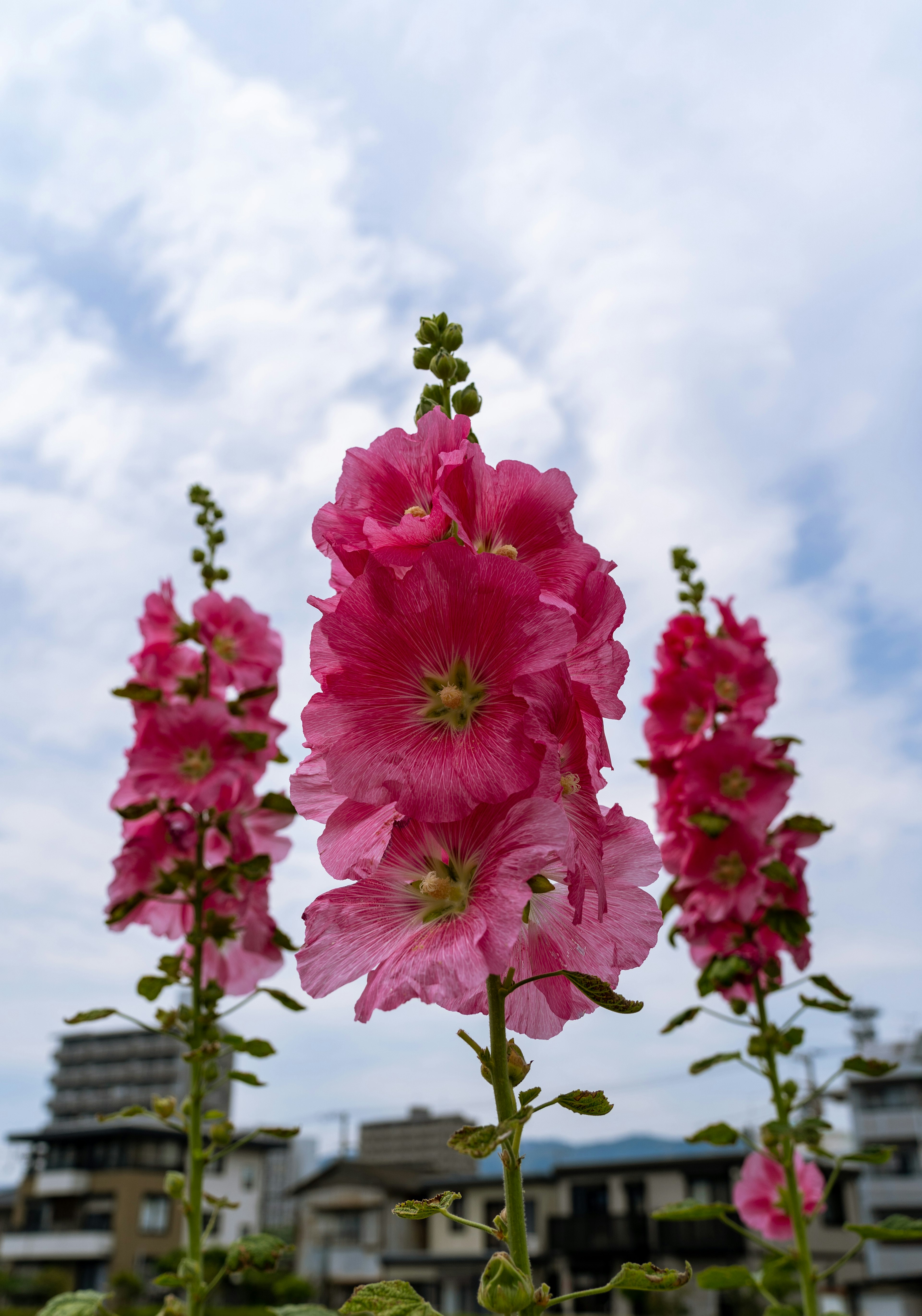 Flores de malva rosa que se alzan bajo un cielo azul