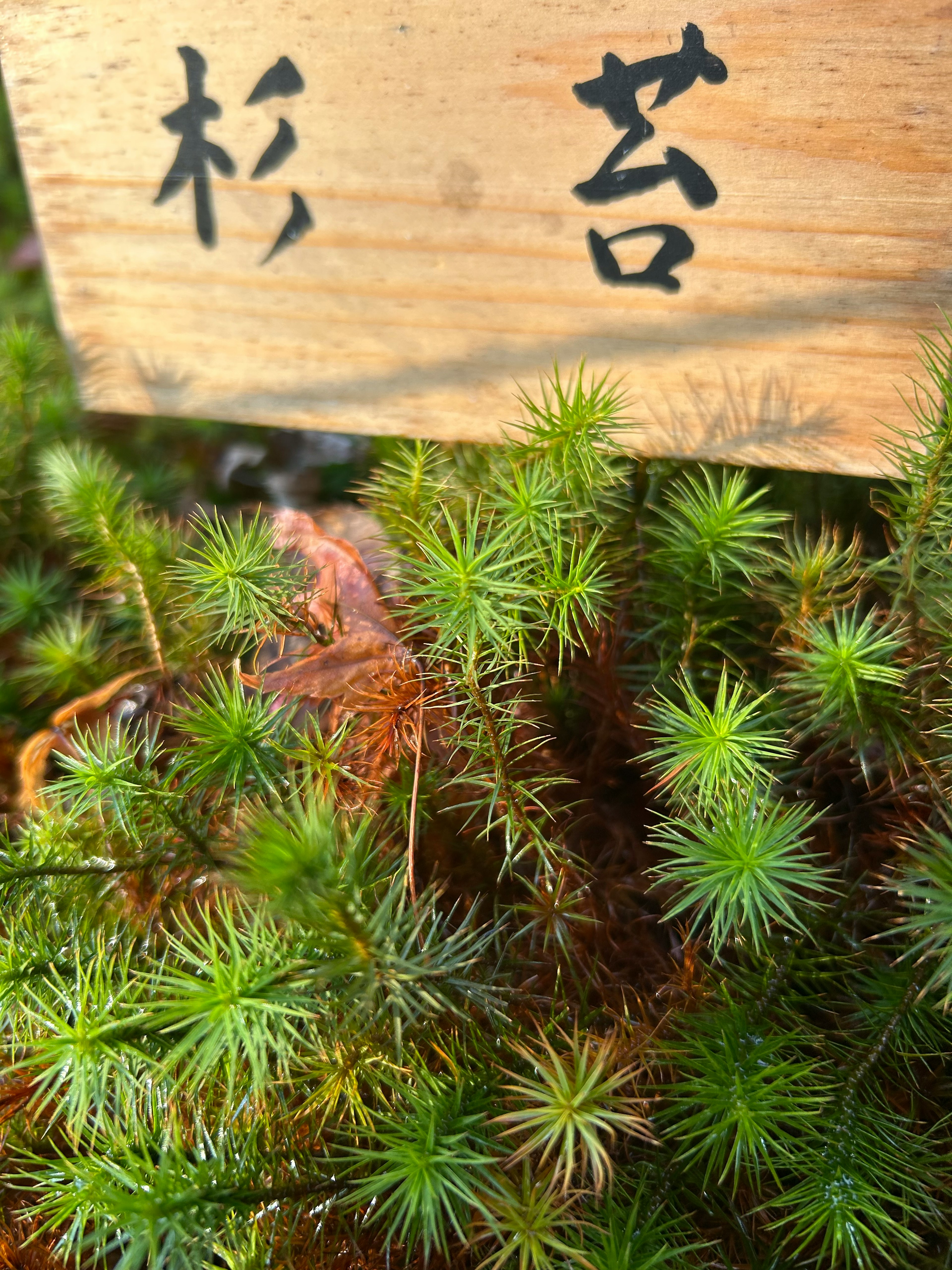 苔の緑色と木の札が写っている画像