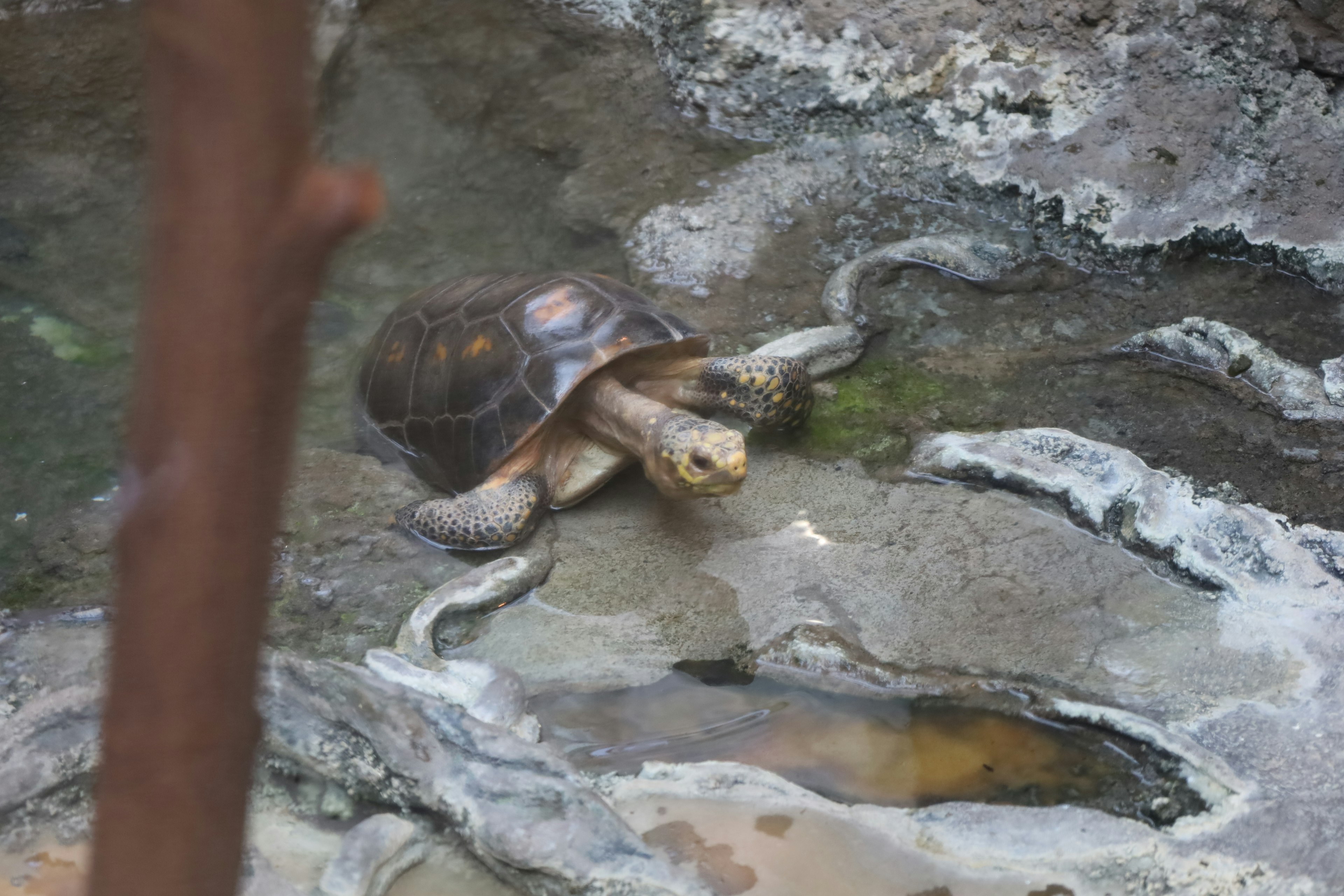 Une tortue se reposant sur des rochers dans un cadre aquatique naturel