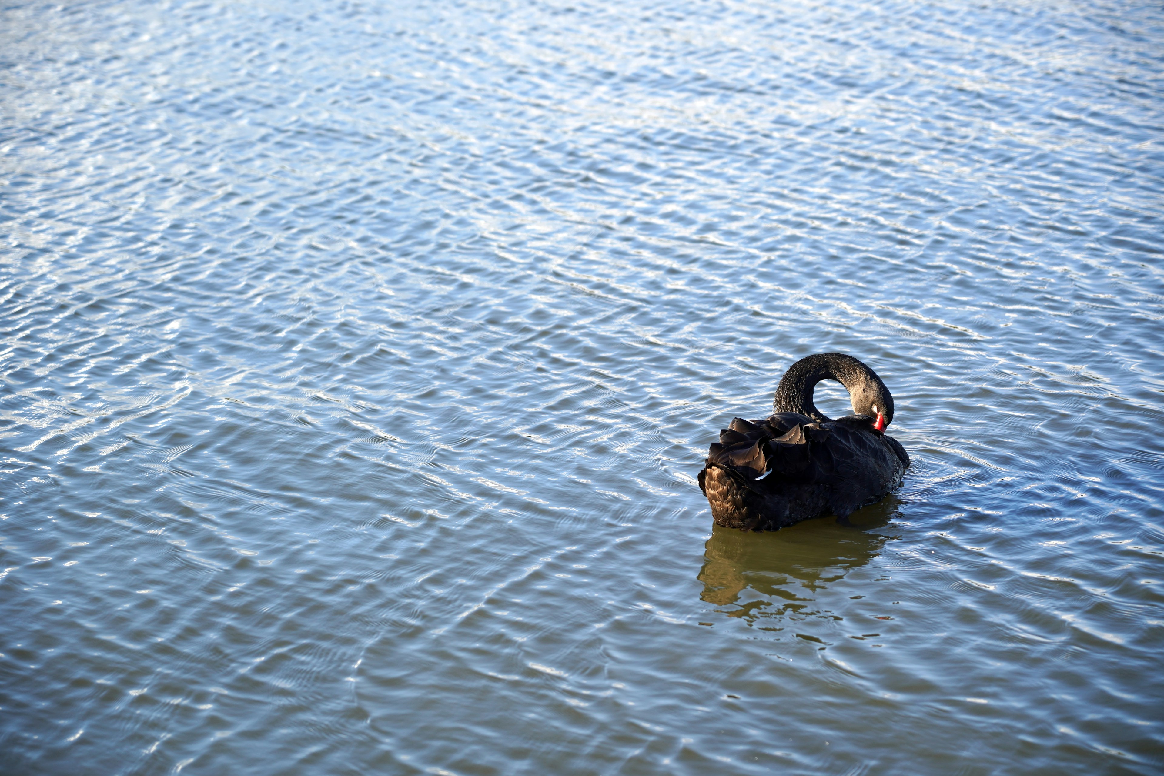 A black swan gracefully curves its neck while floating on the water