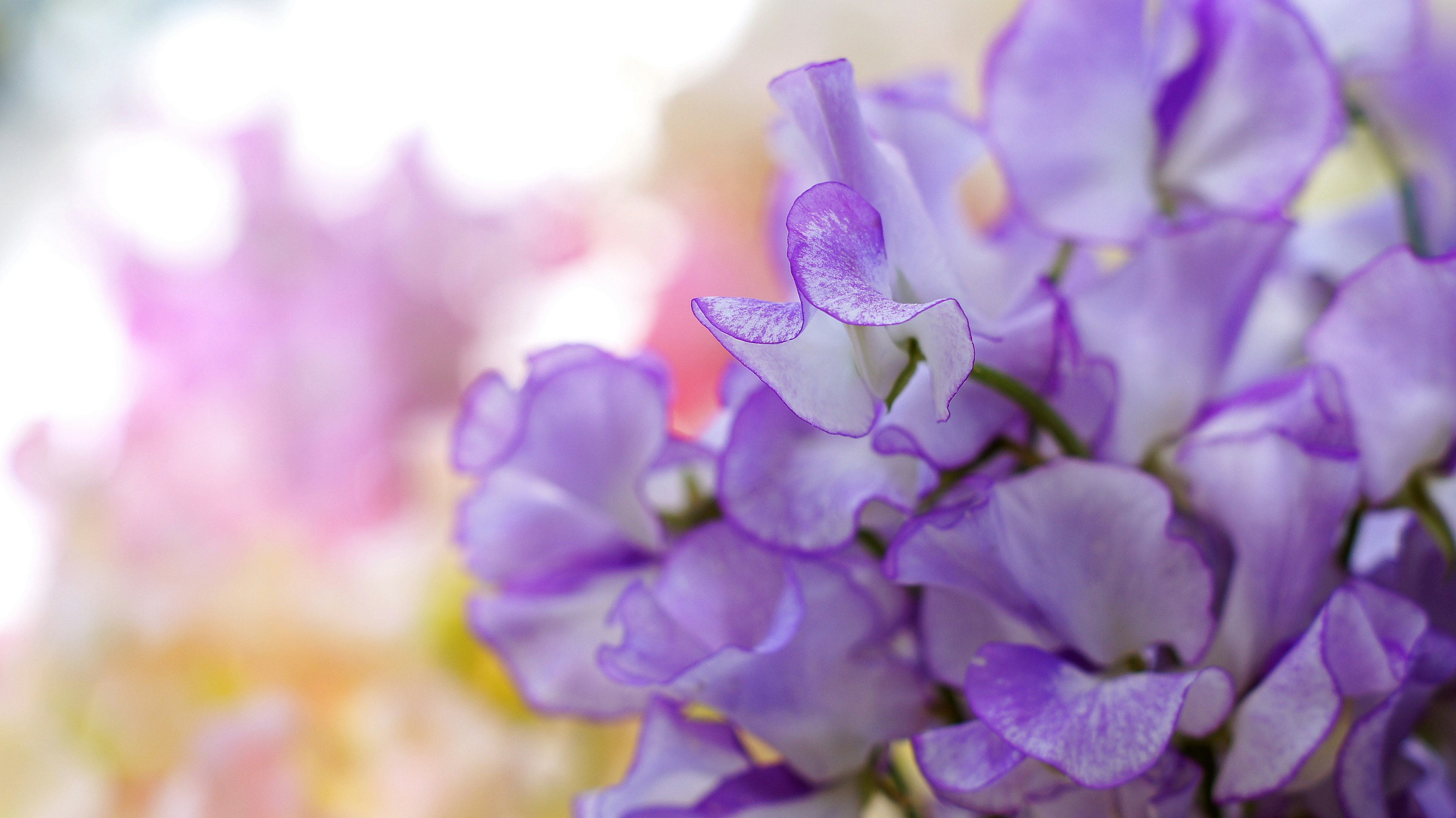 Nahaufnahme von lebhaften lila Blumen mit verschwommenem Hintergrund