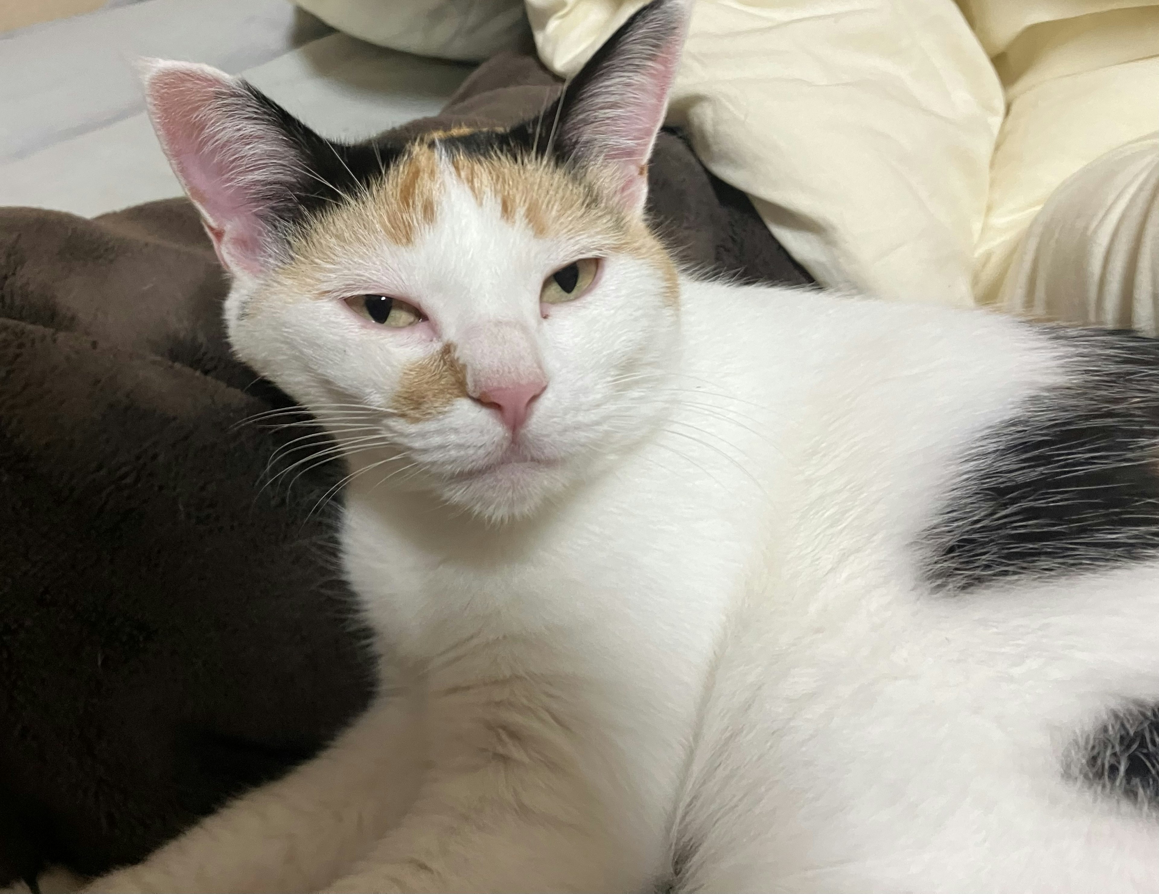 A calico cat with white fur and brown patches lounging on a bed