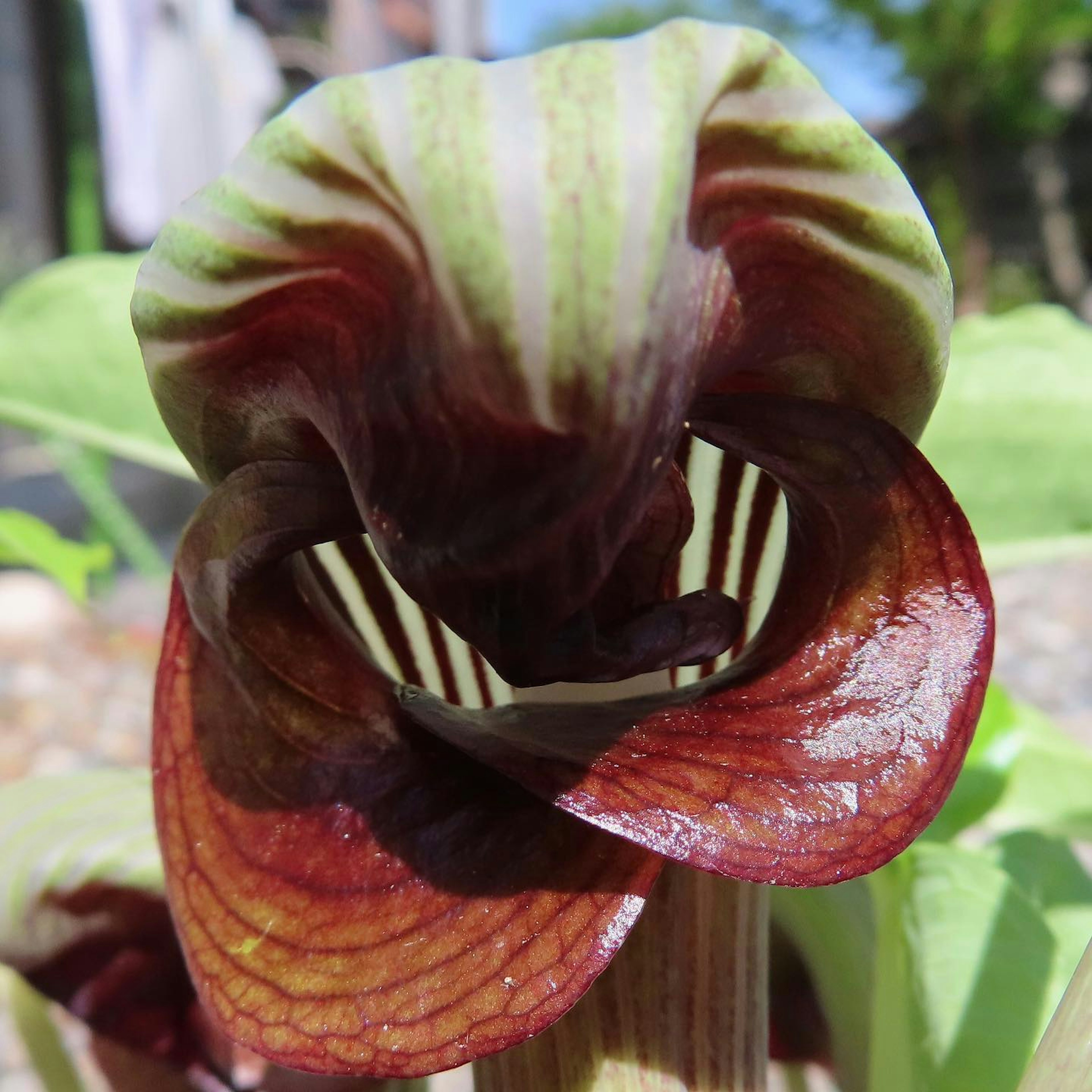 Close-up of a beautiful flower from the lily family featuring green and red striped petals