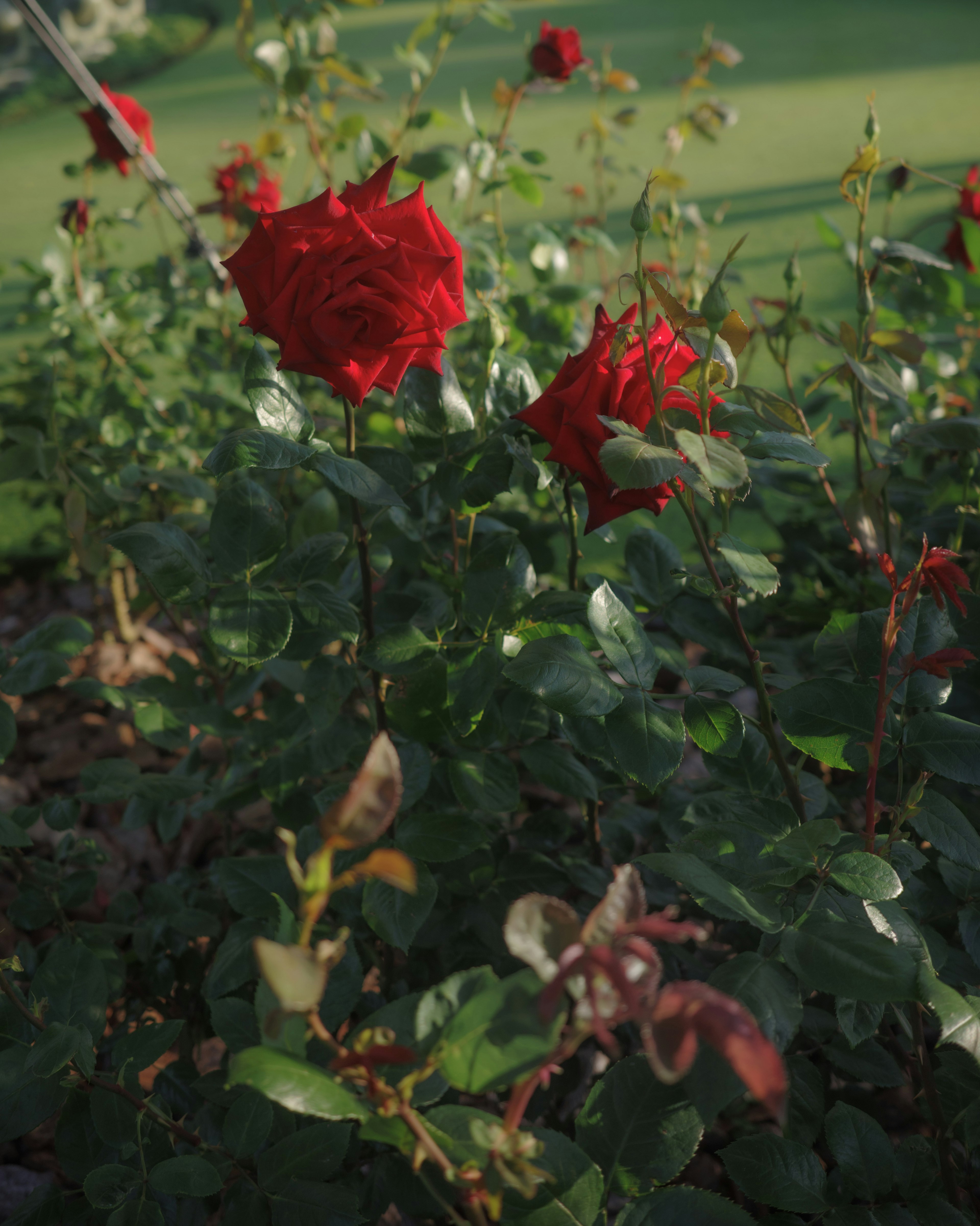 Eine Gartenszene mit blühenden roten Rosen