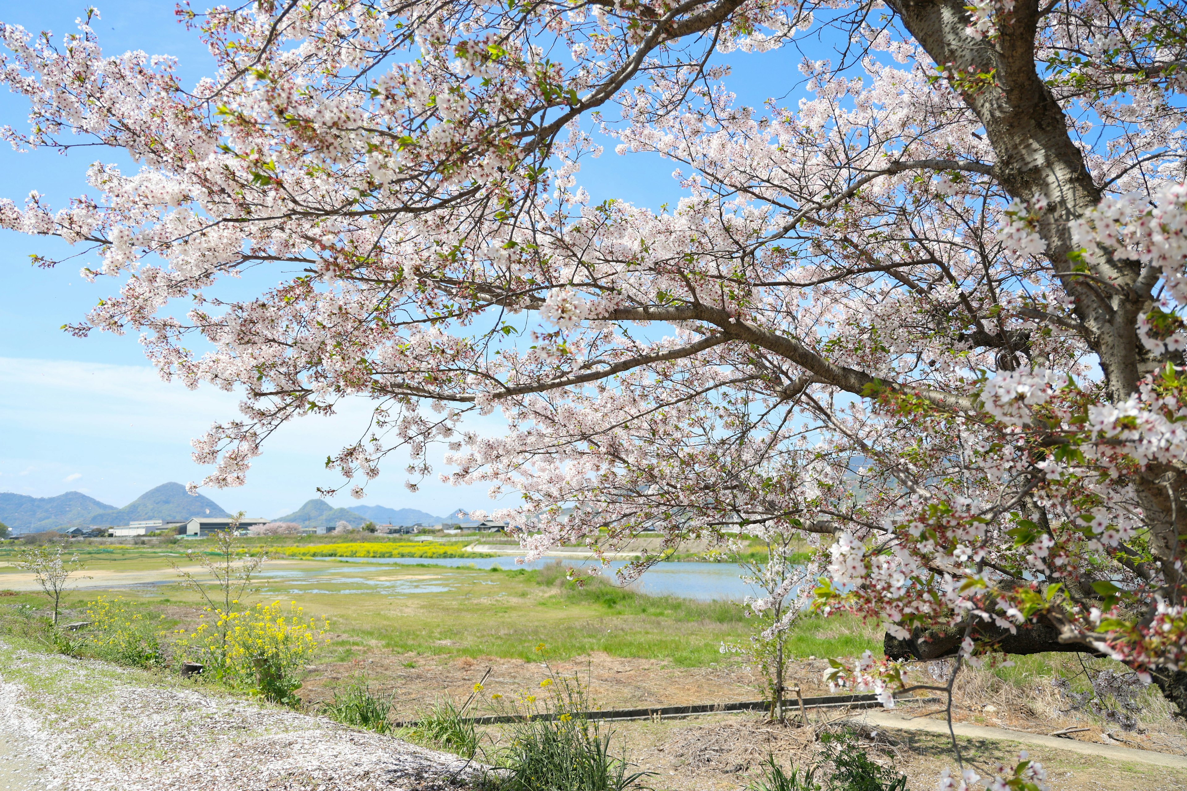 Bellissimo paesaggio con ciliegi in fiore e cielo azzurro