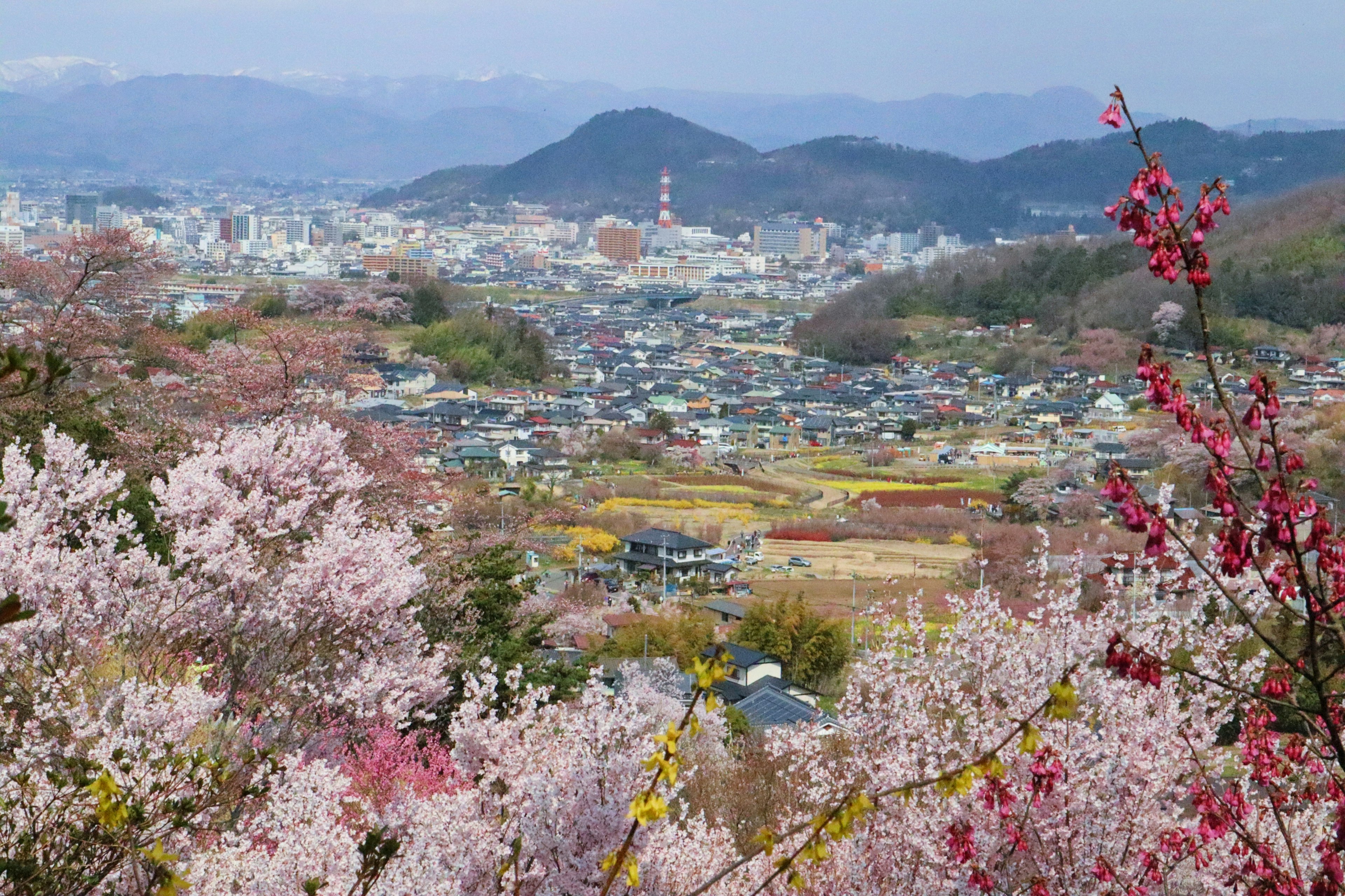 Paysage magnifique avec des cerisiers en fleurs et vue sur la ville