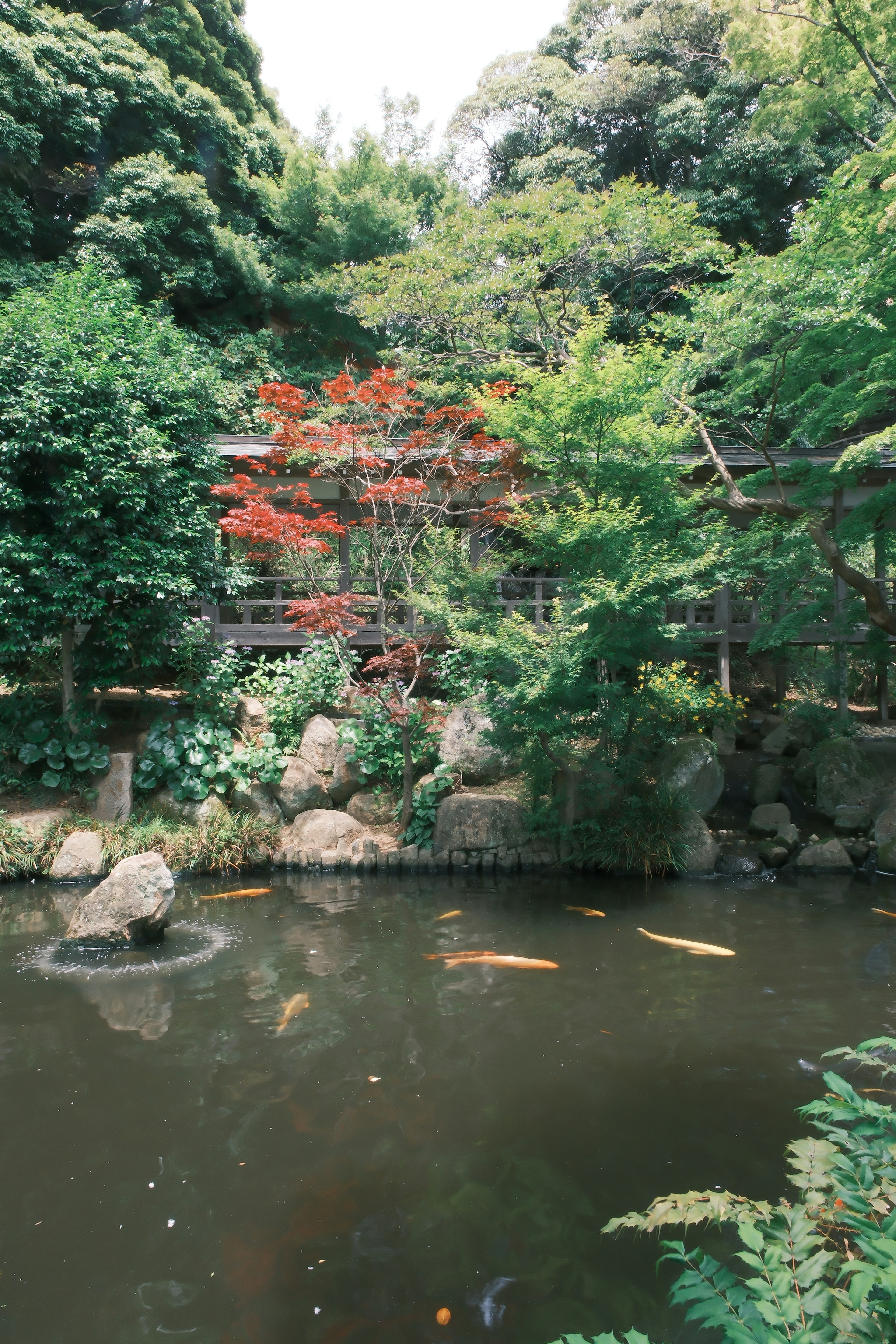 Malersicher japanischer Garten mit Teich umgeben von üppigem Grün