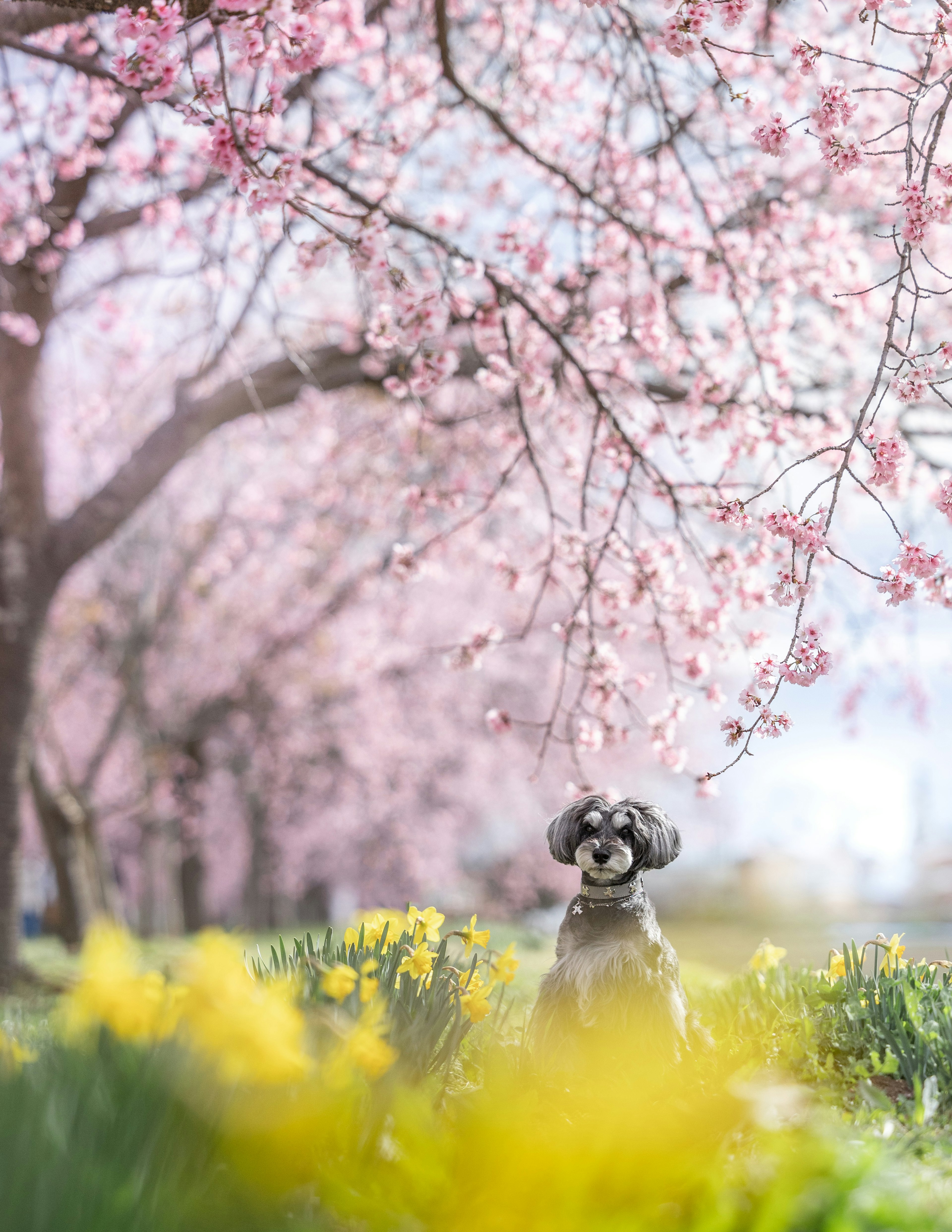 Patung anjing dikelilingi bunga kuning di bawah pohon sakura berbunga pink