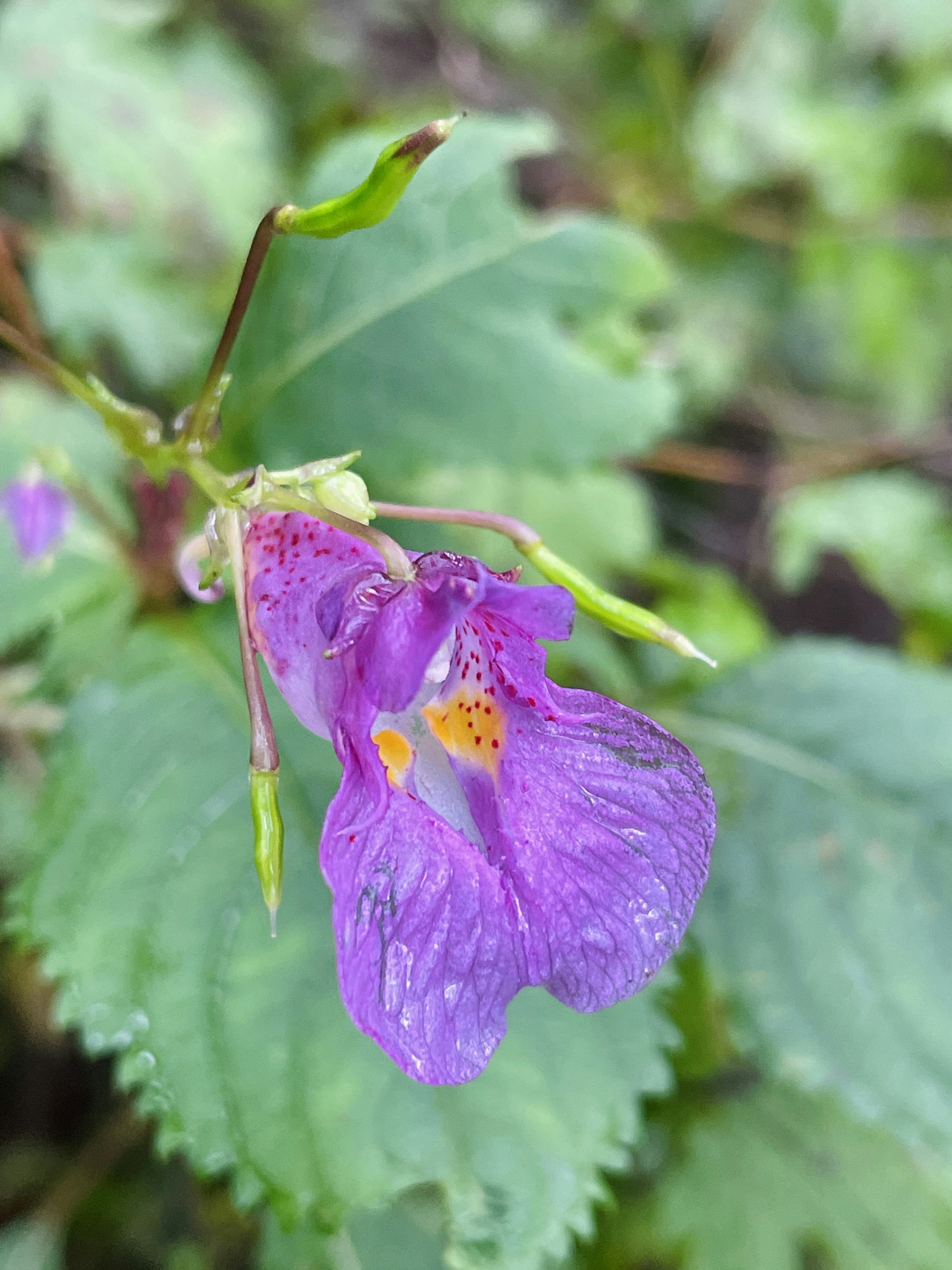 Fleur violette entourée de feuilles vertes