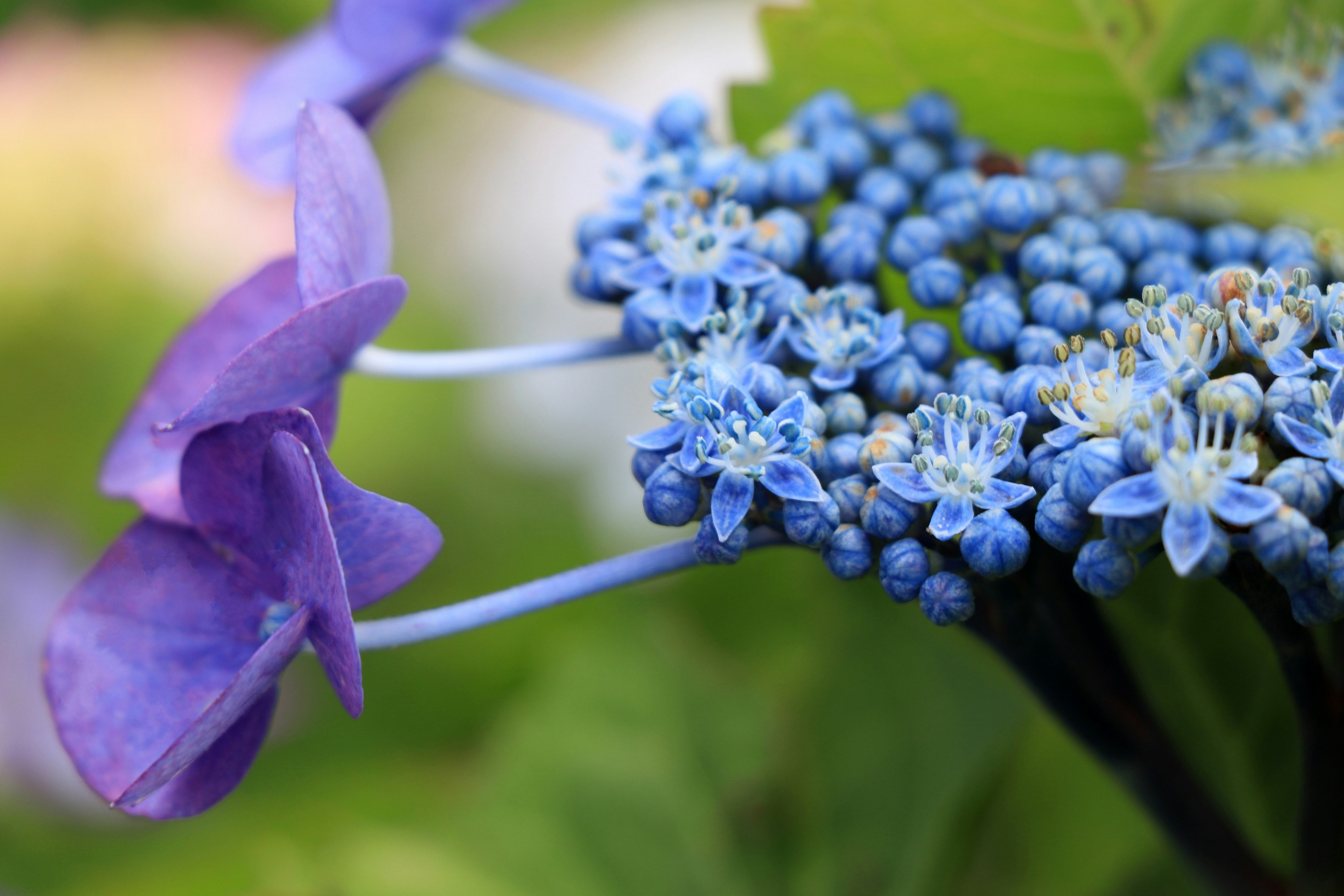 Gros plan sur des fleurs bleues avec des pétales violets