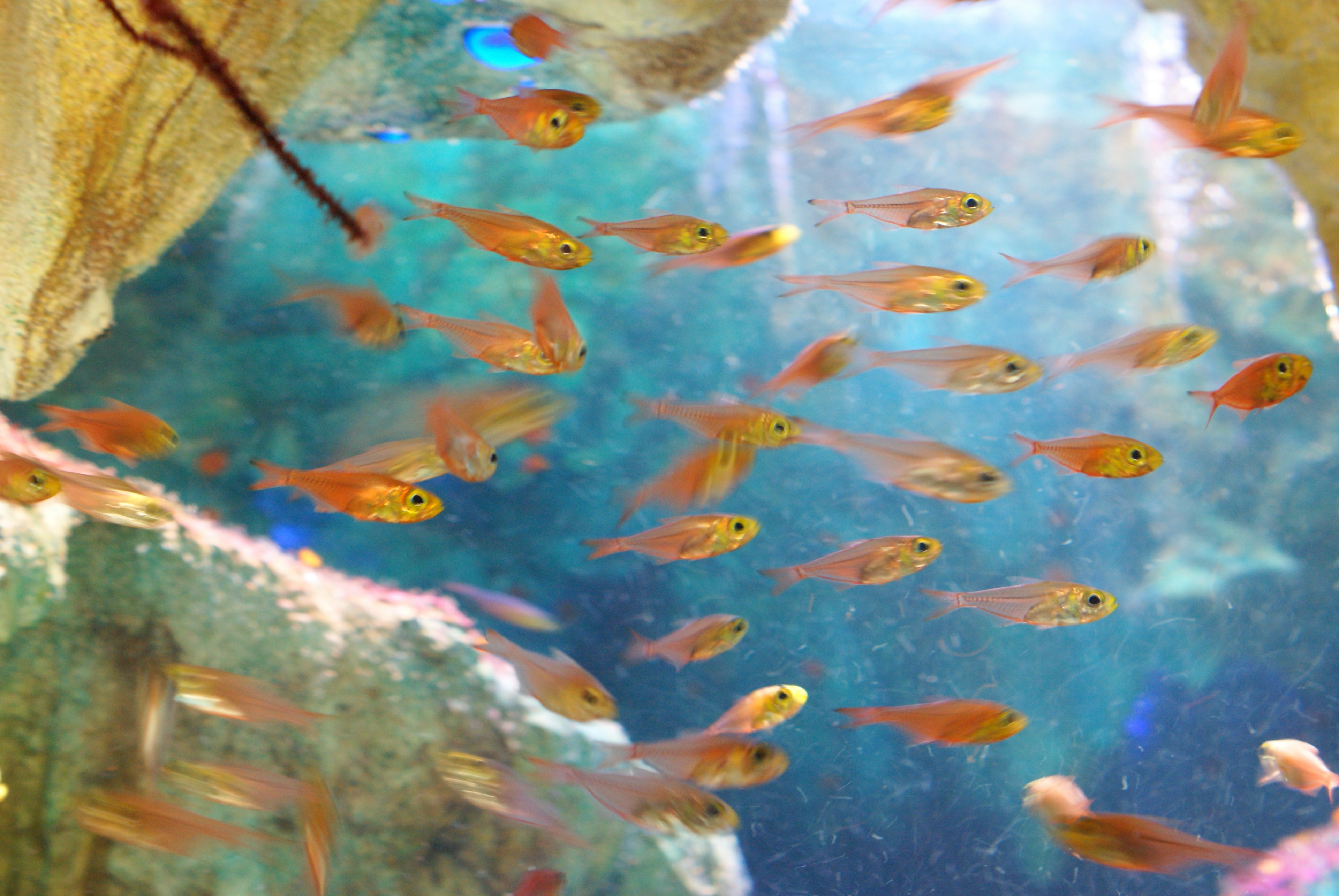 Un cardumen de pequeños peces naranjas nadando en agua clara rodeados de rocas