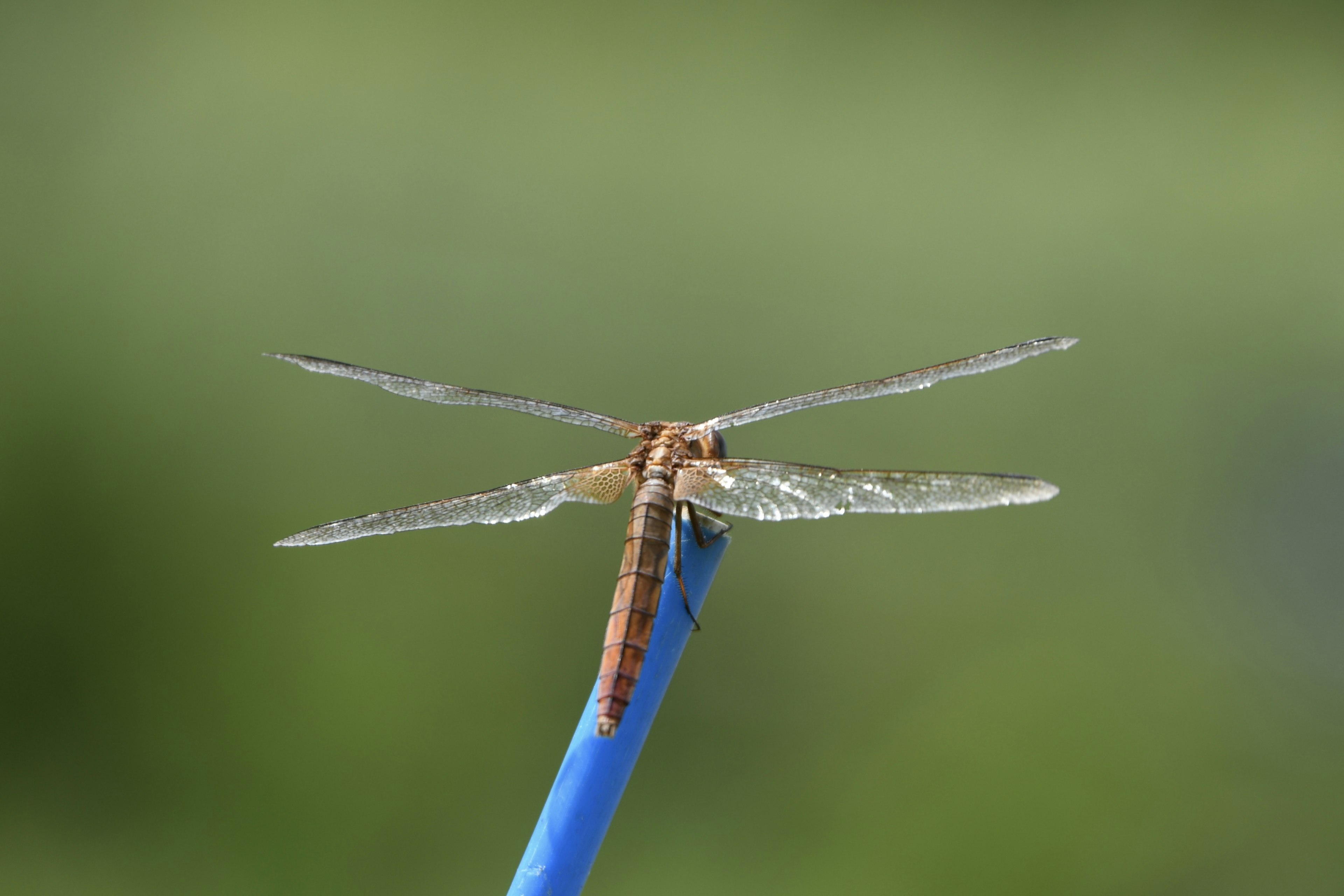 Gros plan d'une libellule perchée sur un bâton bleu