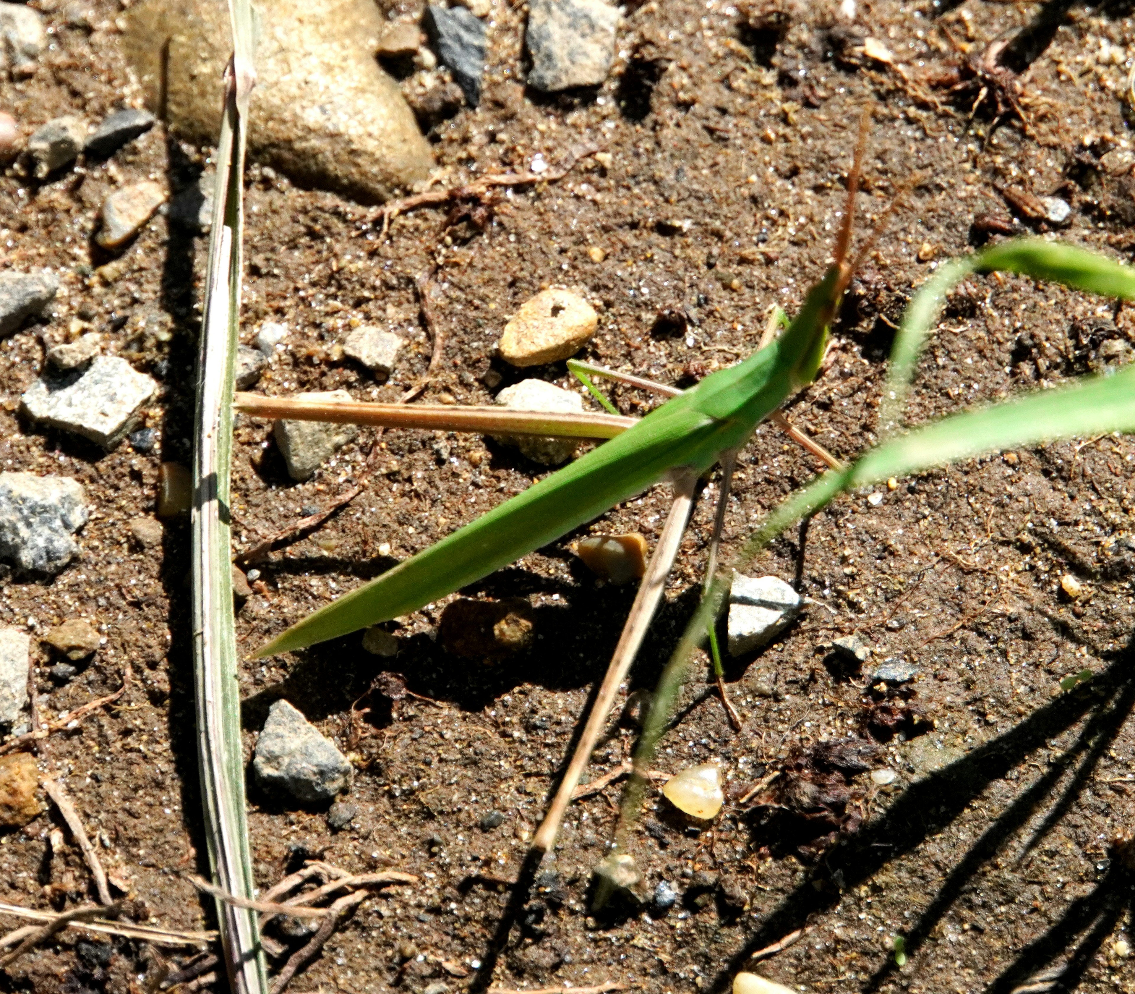 Green grass and small stones on the ground