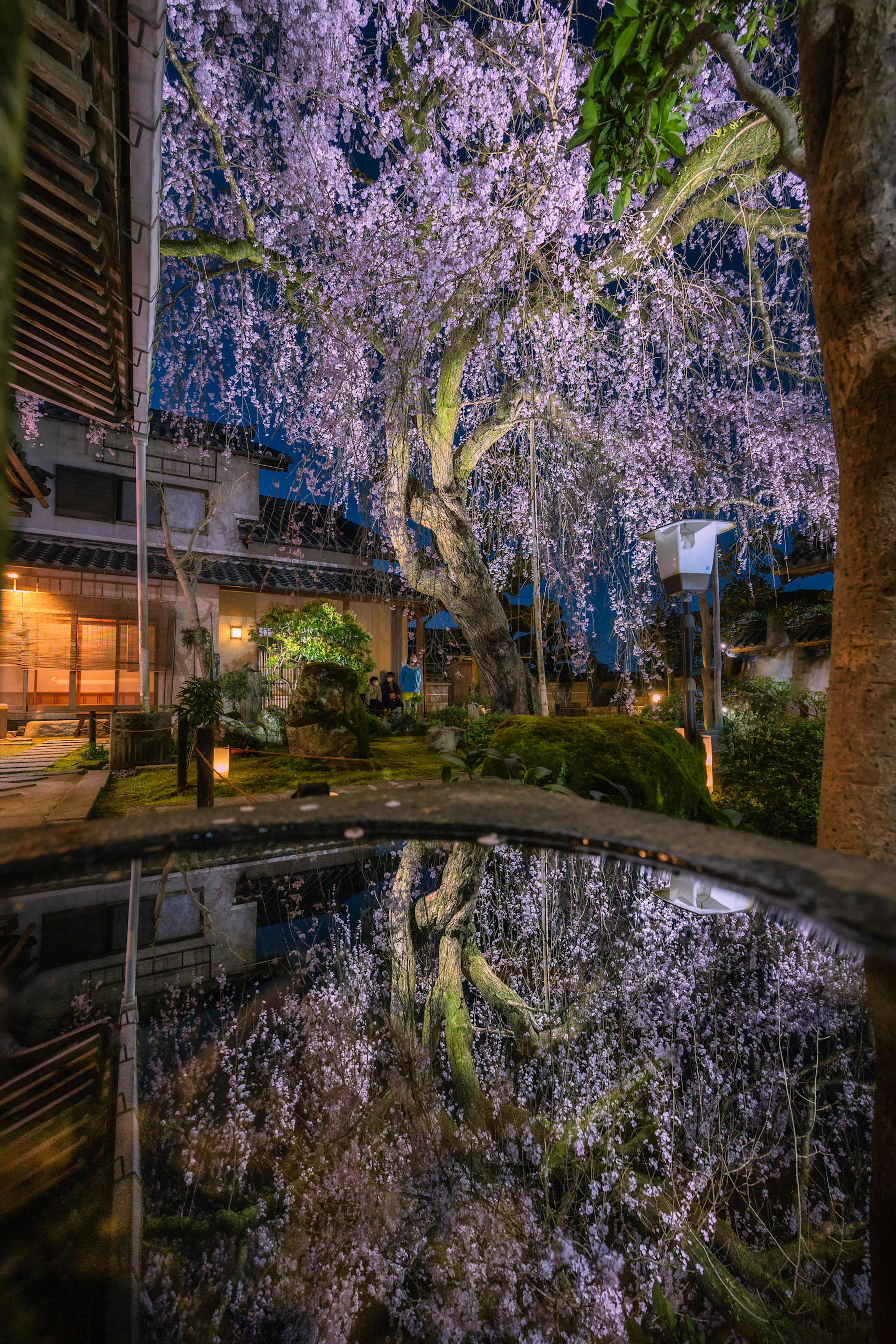 A beautiful Japanese garden featuring a cherry blossom tree and its reflection in a pond at night