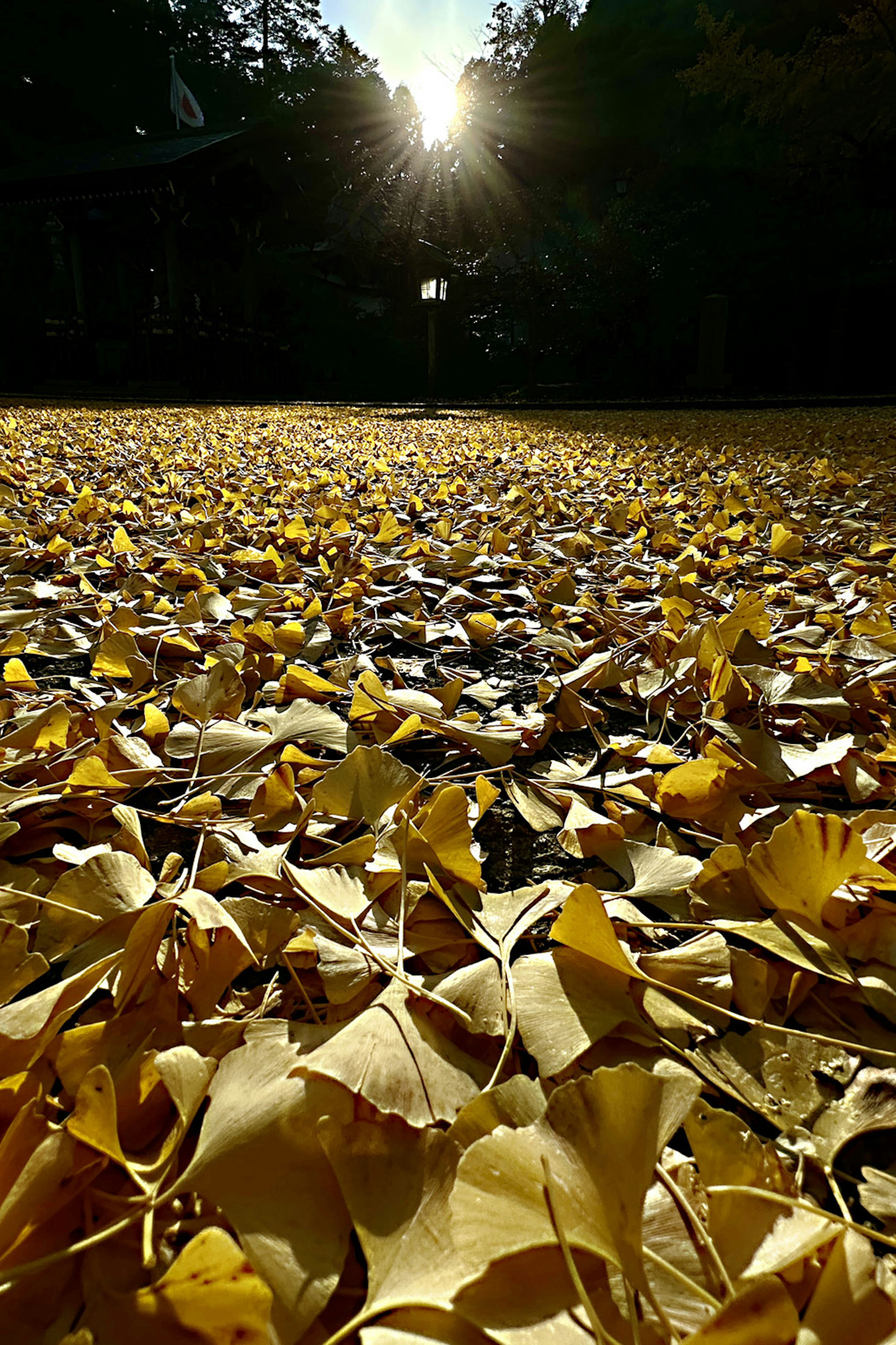 Tanah yang tertutup dengan daun ginkgo kuning dengan sinar matahari di latar belakang