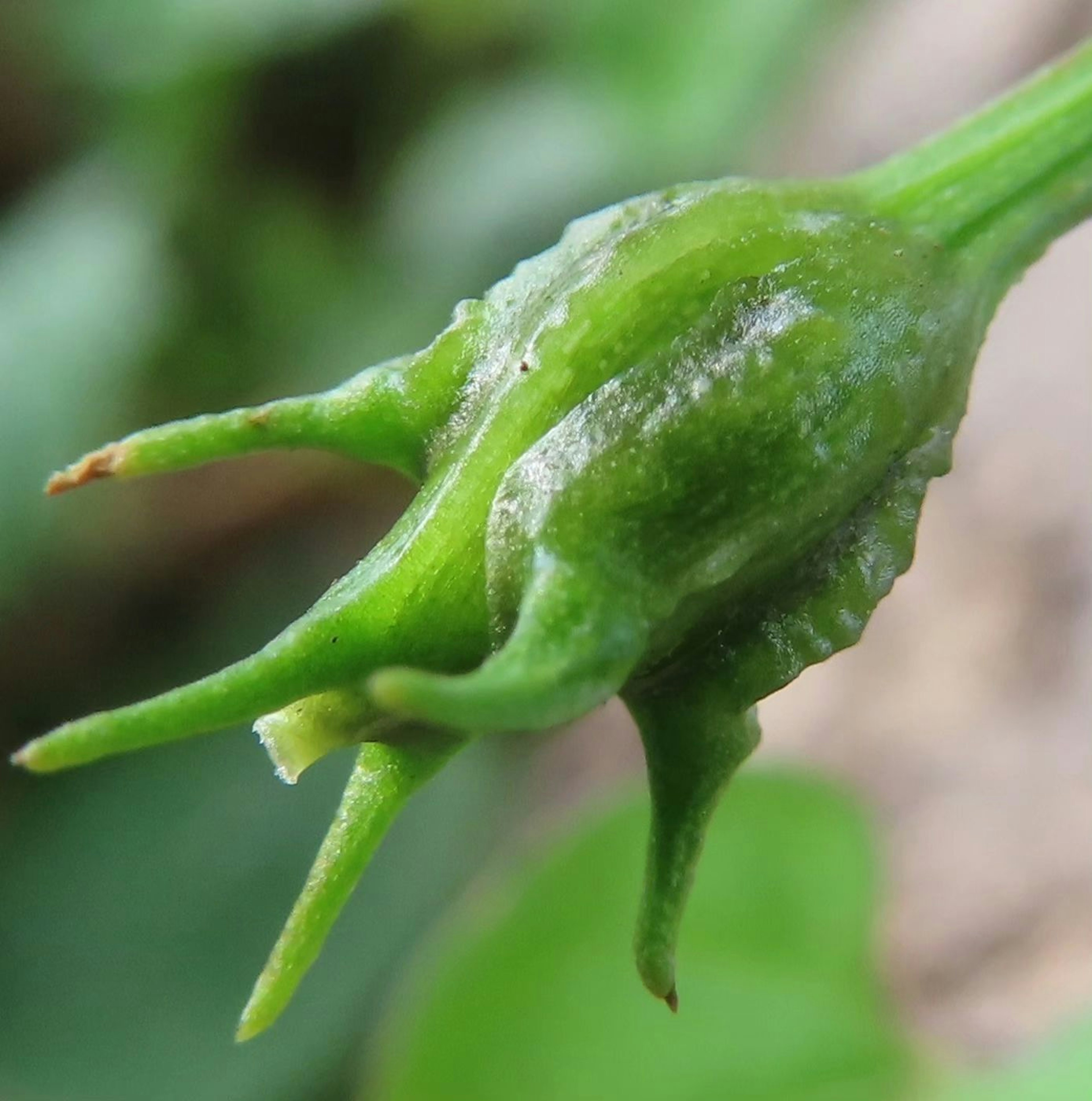 Close-up dari kuncup tanaman hijau dengan fitur khas