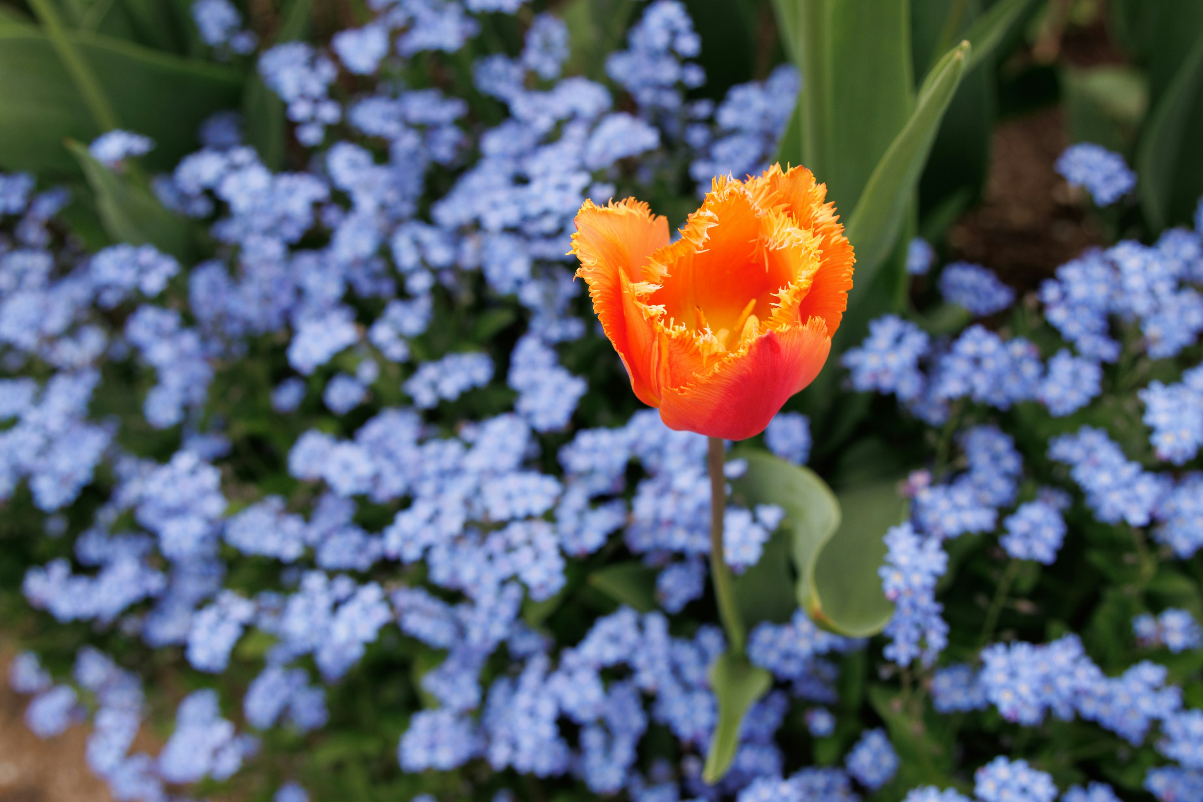 Un tulipano arancione vivace si staglia su uno sfondo di fiori blu