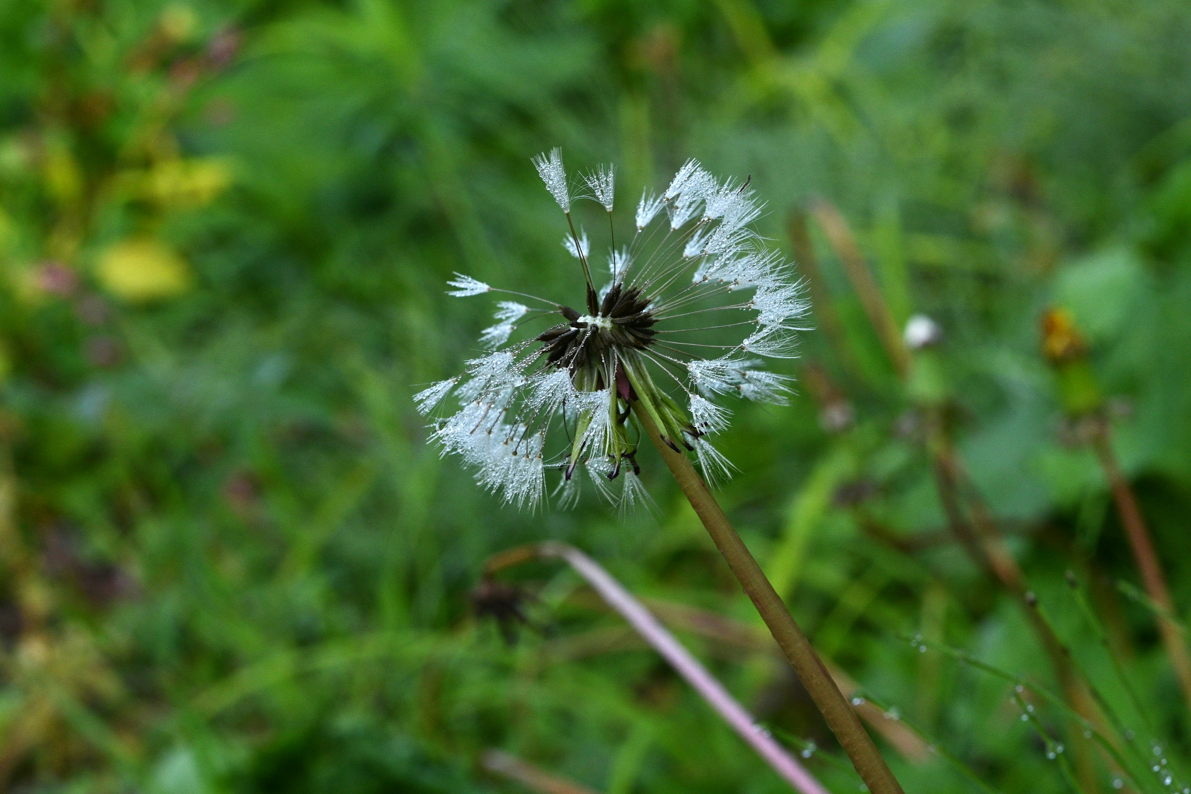 A dandelion seed head swaying in the wind with a green background