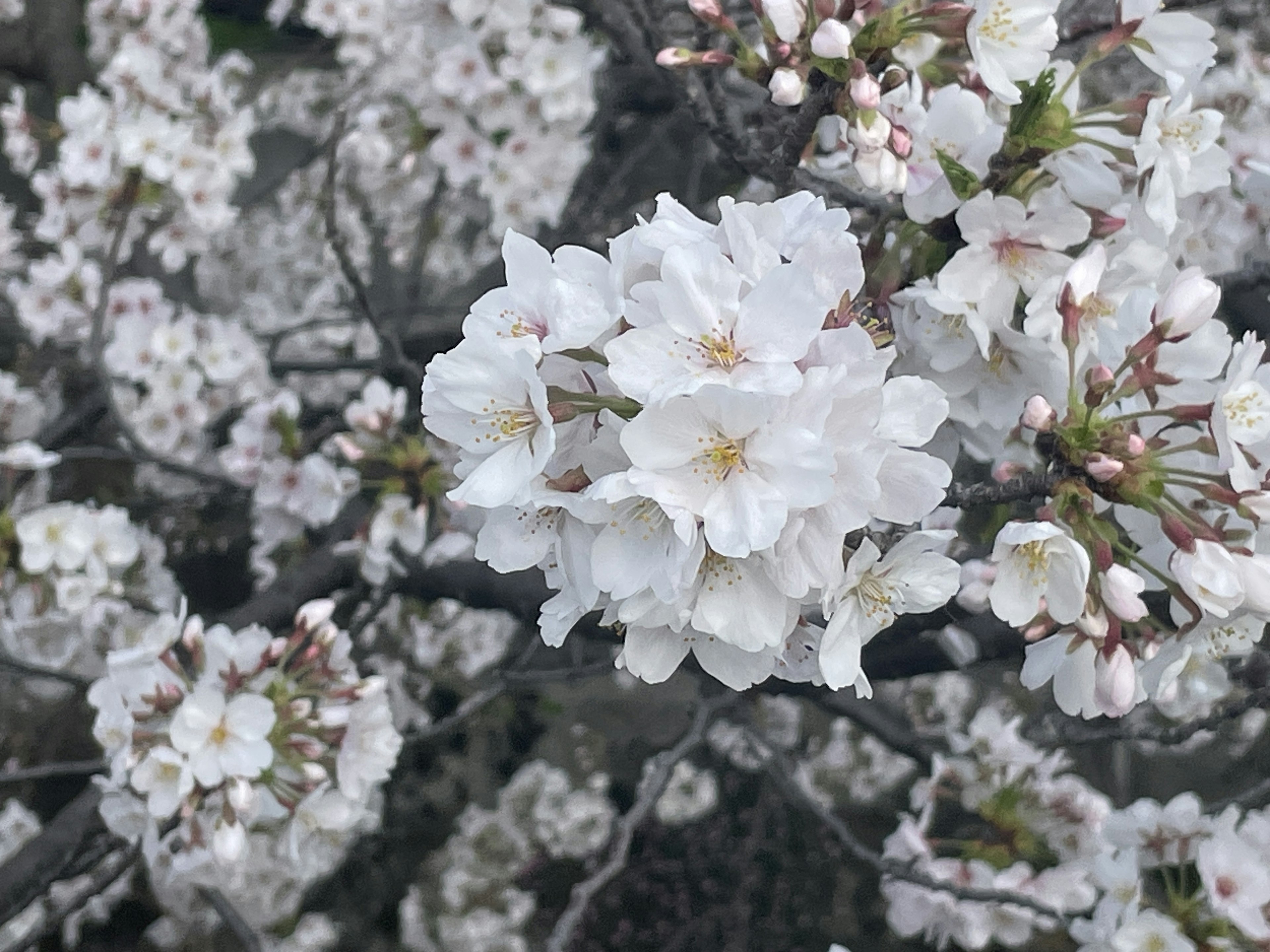 Beautiful scene of blooming cherry blossom flowers