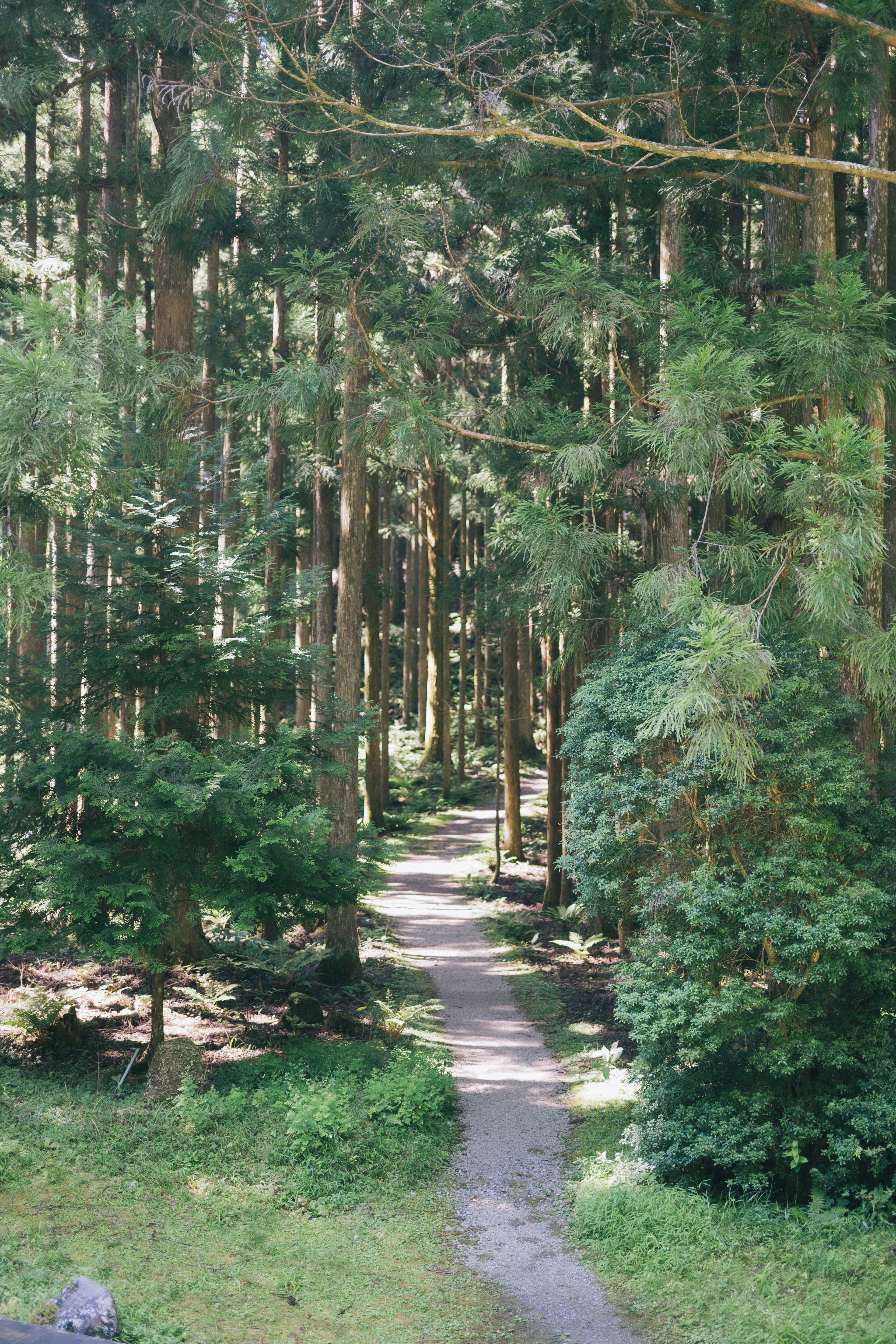 A serene pathway surrounded by lush green trees