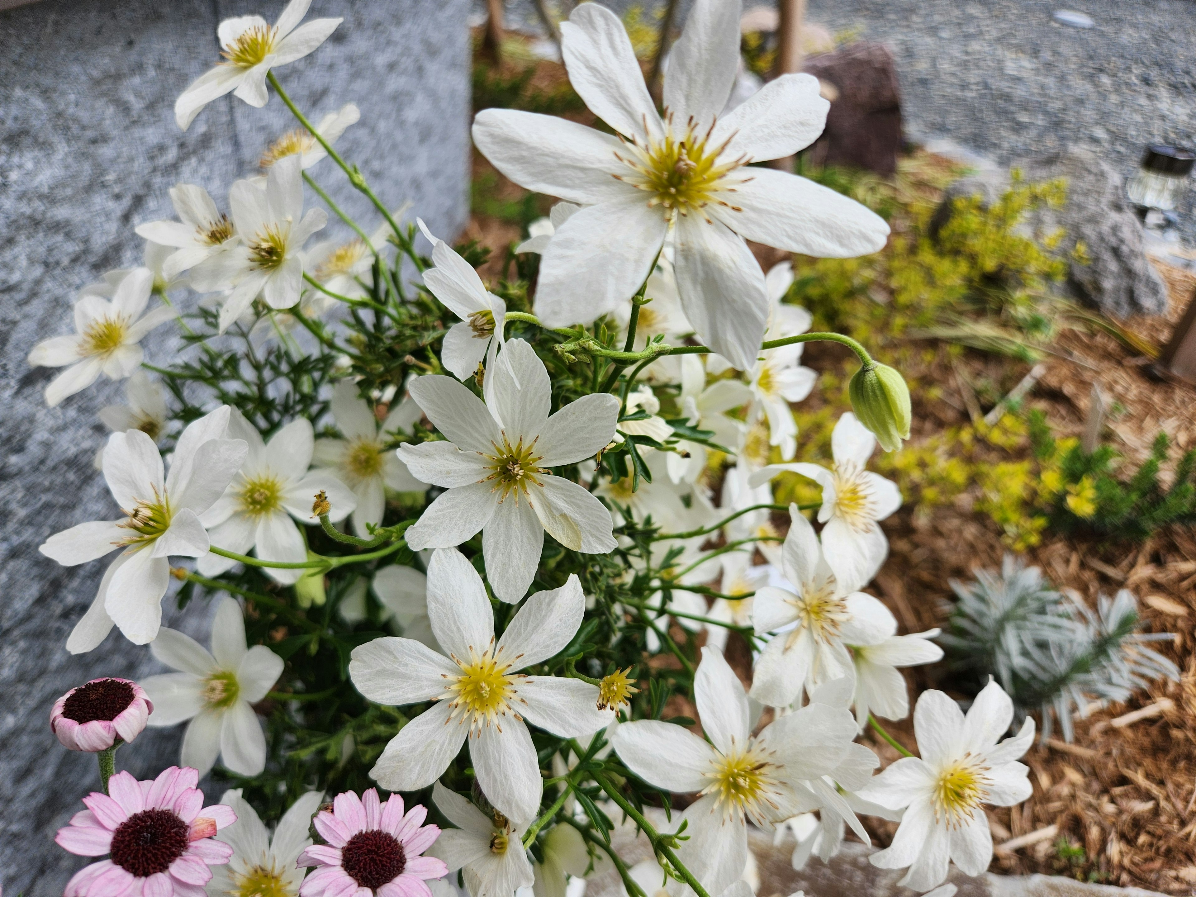 Gros plan sur des fleurs blanches en fleurs avec des plantes vertes et du paillis en arrière-plan