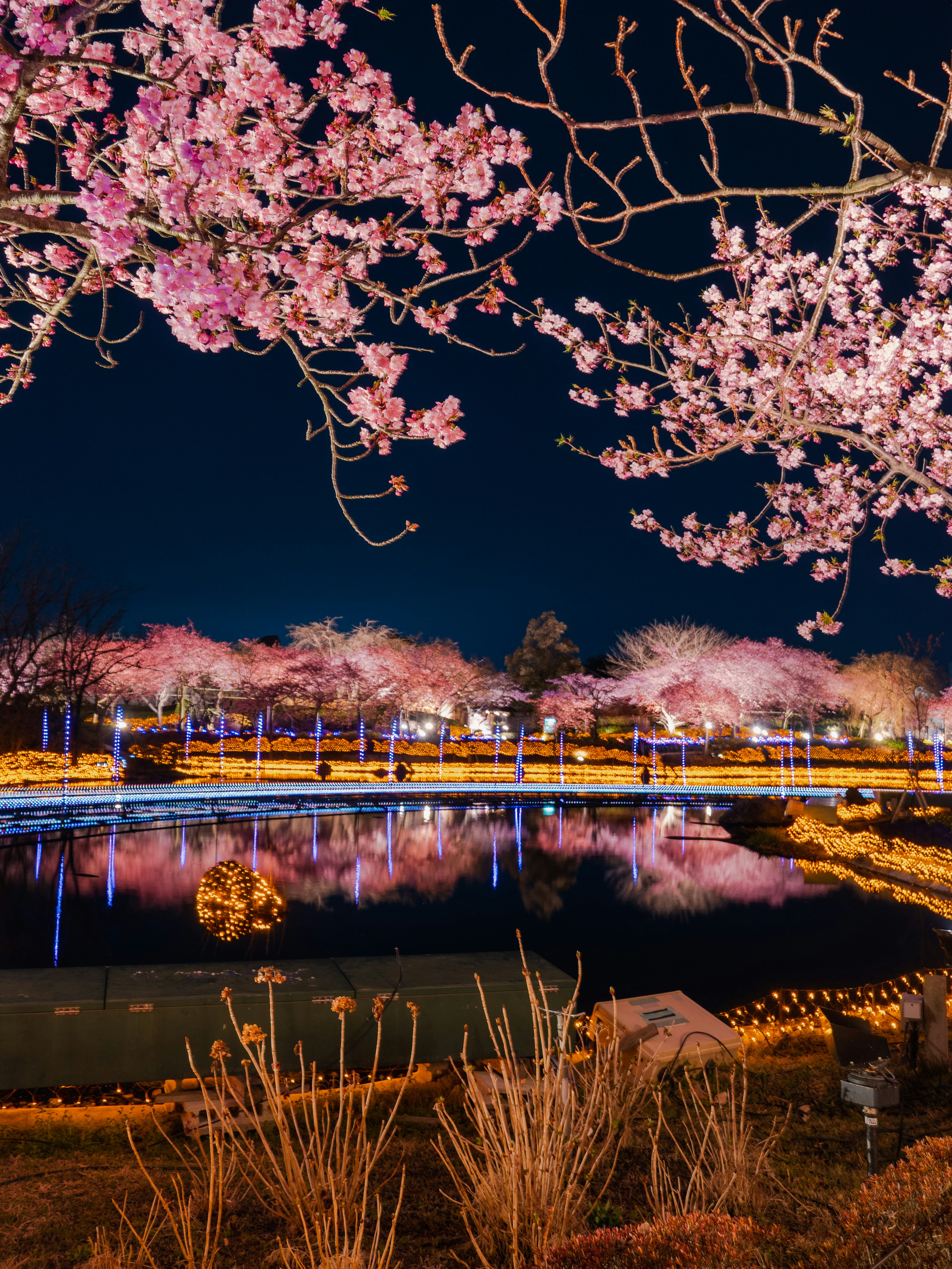 Schöne Szene mit Kirschblüten, die sich nachts in einem Teich spiegeln