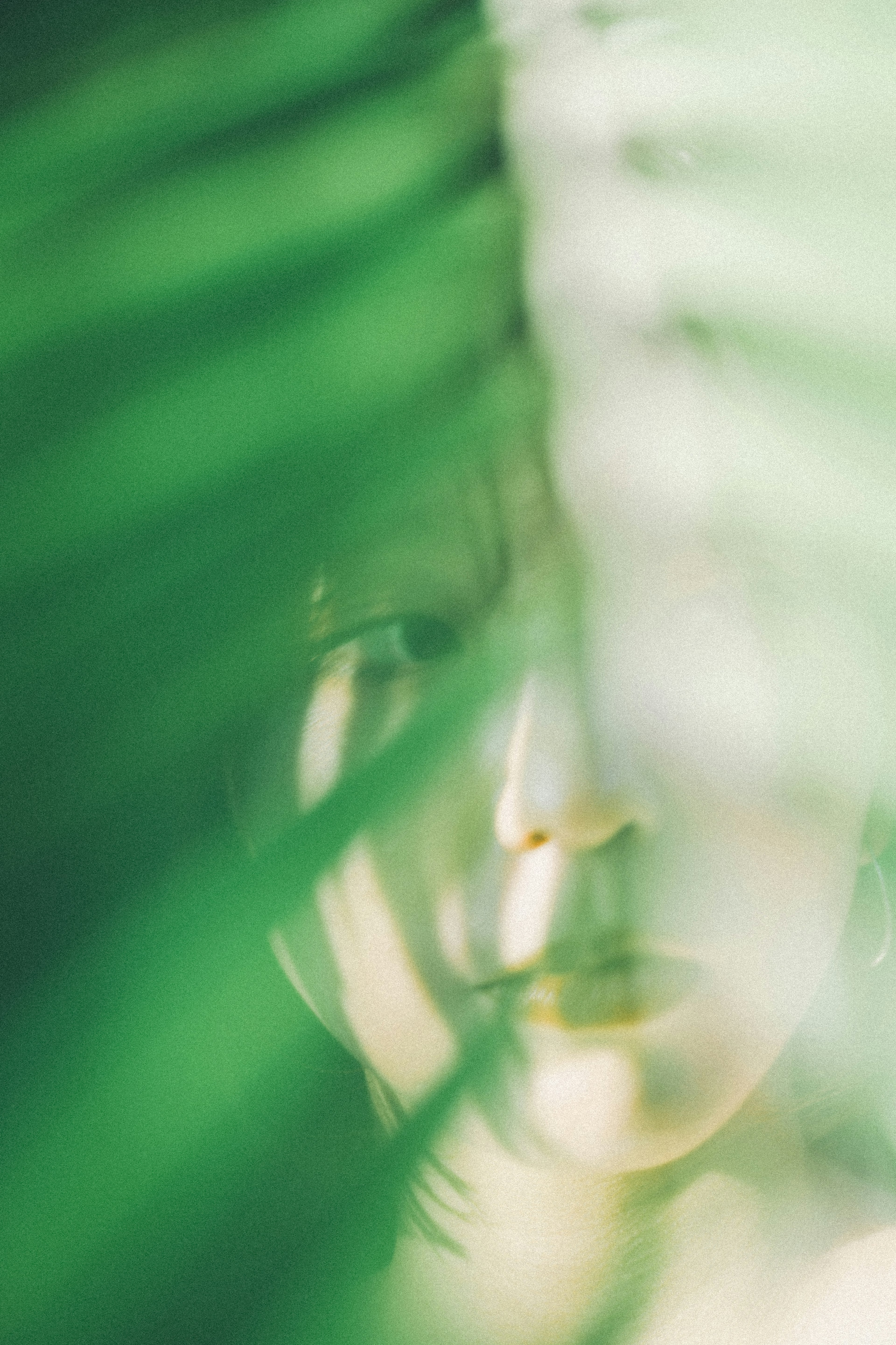 Partial view of a woman's face through green leaves