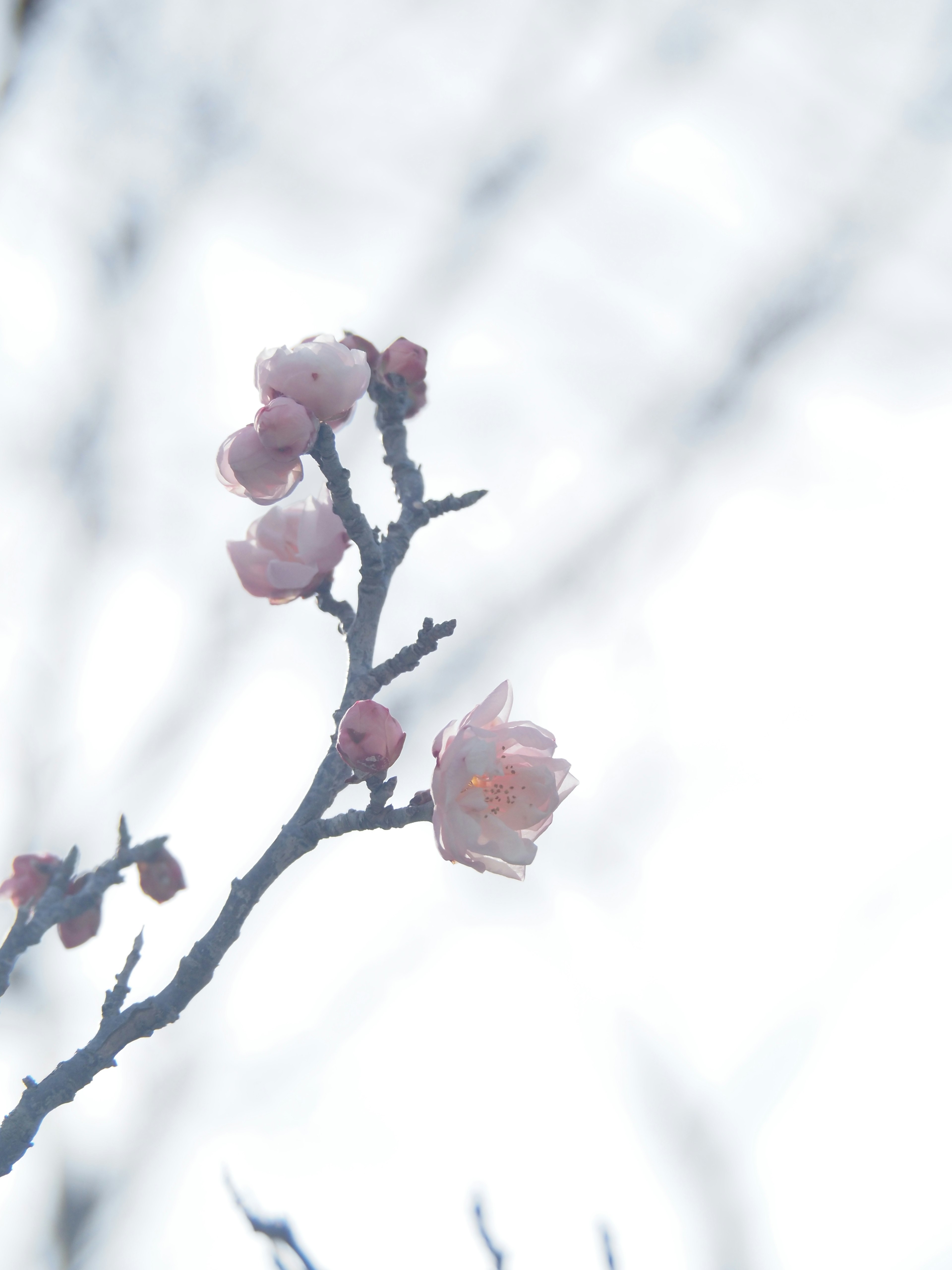 Branch of cherry blossoms blooming against a soft background