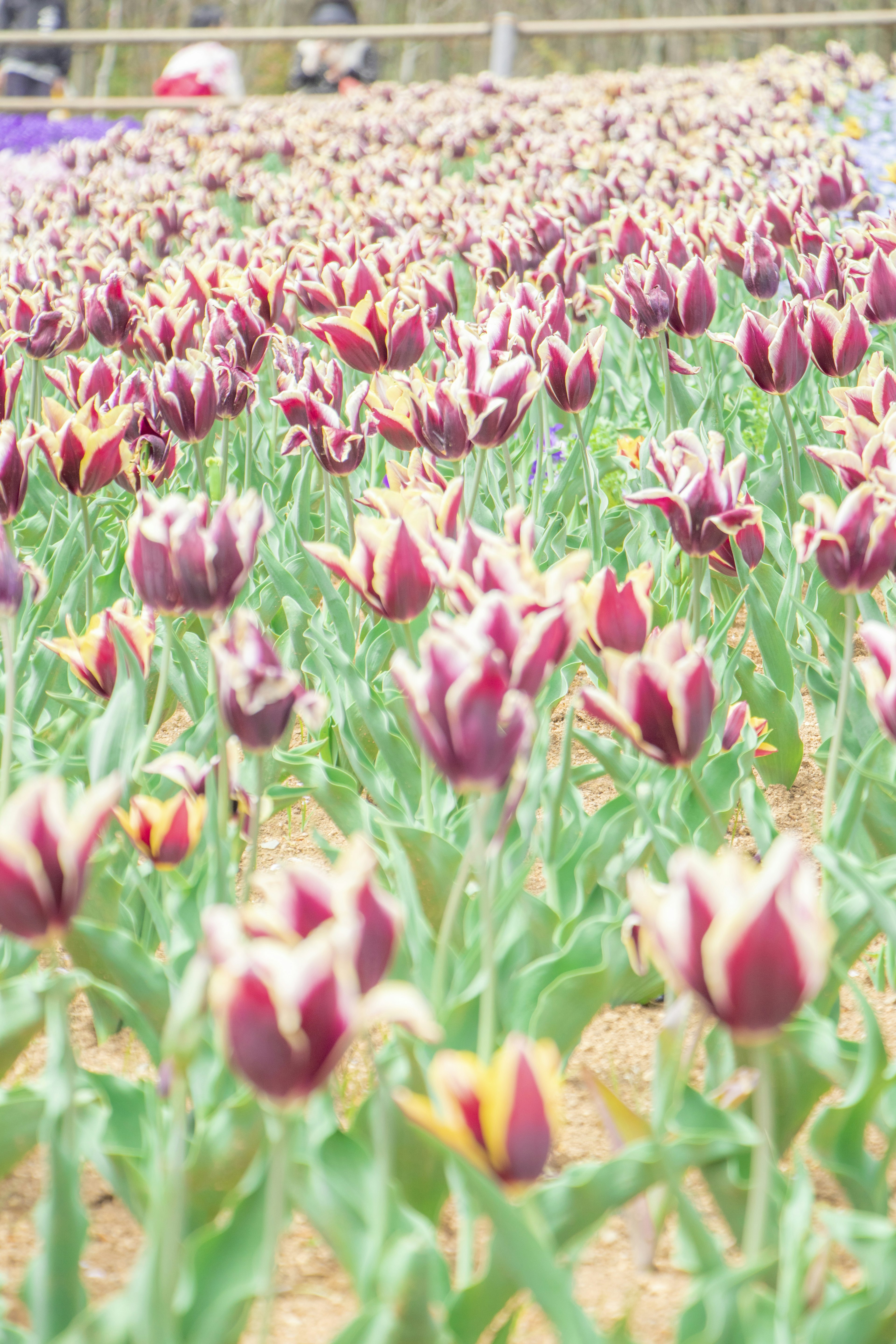 Campo di tulipani con fiori viola e bordi gialli