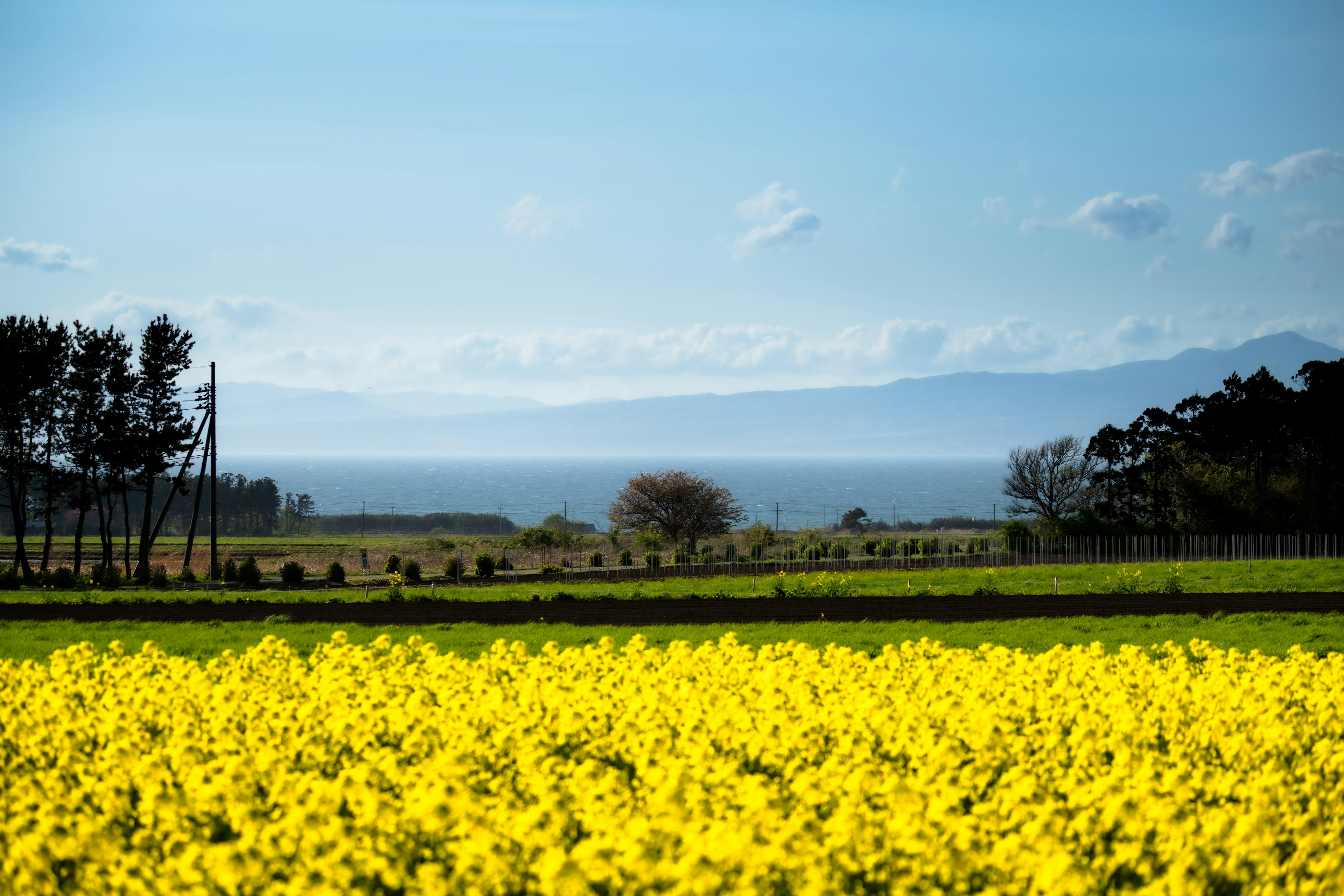 青い空と海を背景に広がる黄色い菜の花畑