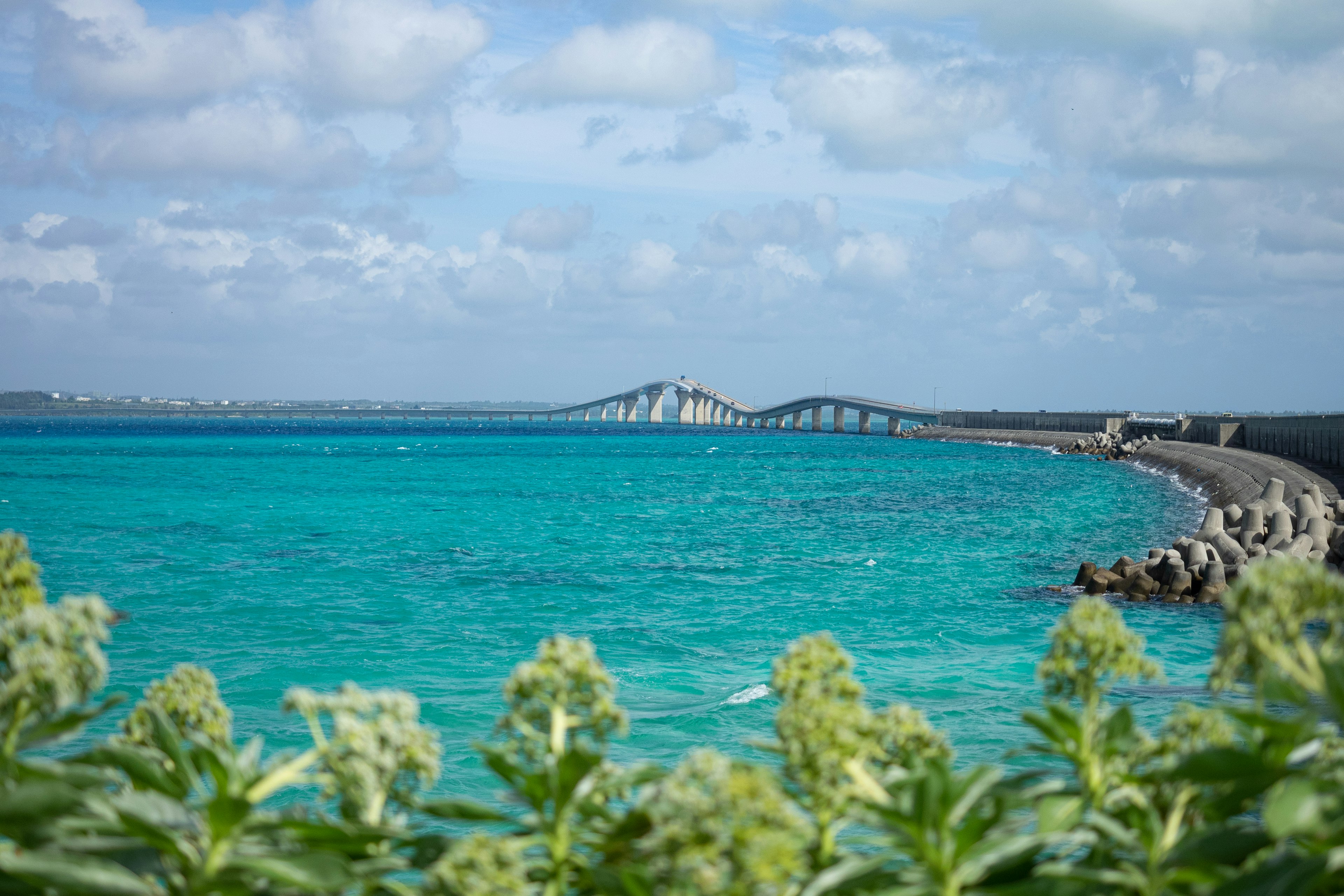 青い海と橋が見える風景に植物が前景にある