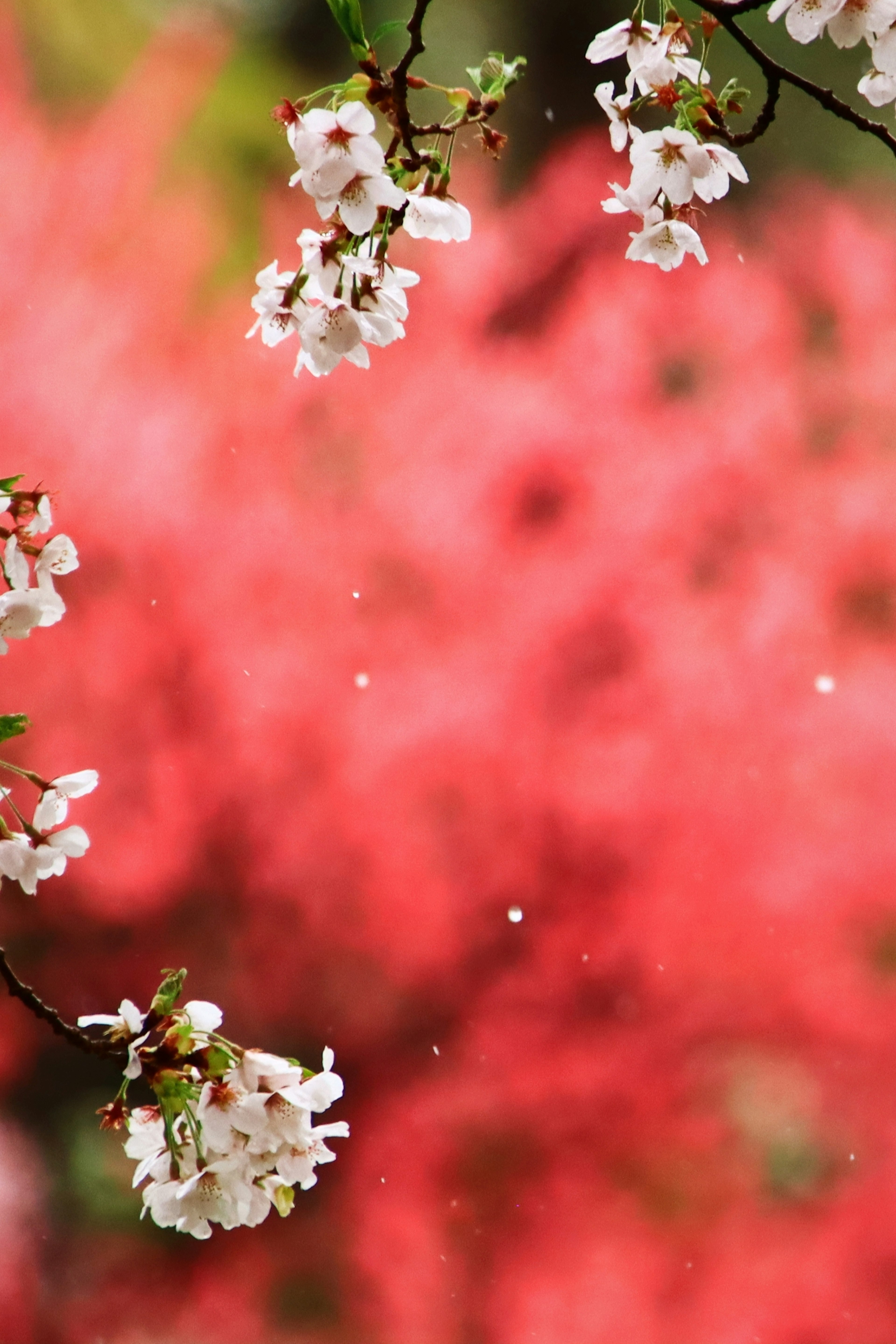 白い花が咲いている枝とピンクの背景がある風景