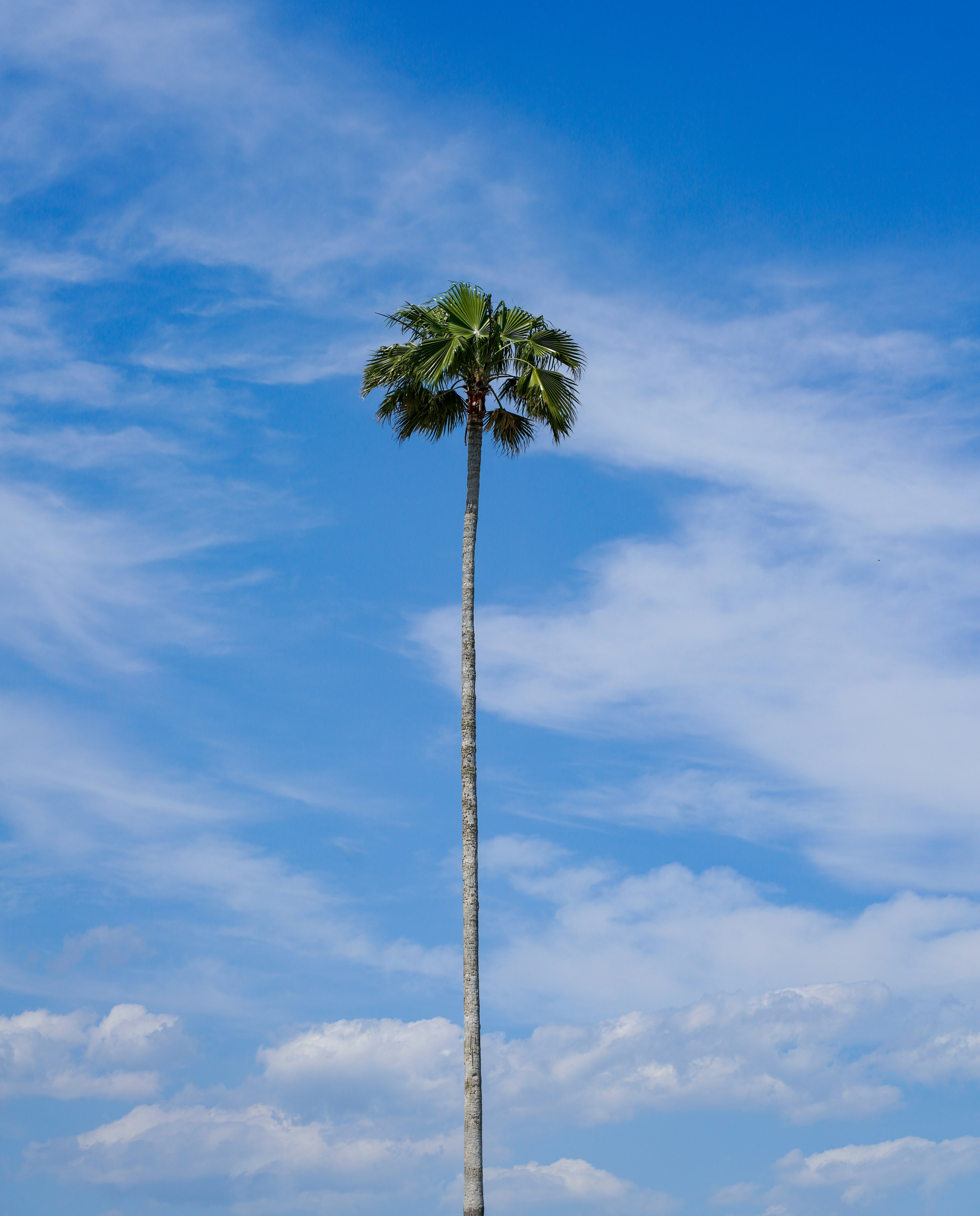 Tall palm tree against a bright blue sky with white clouds