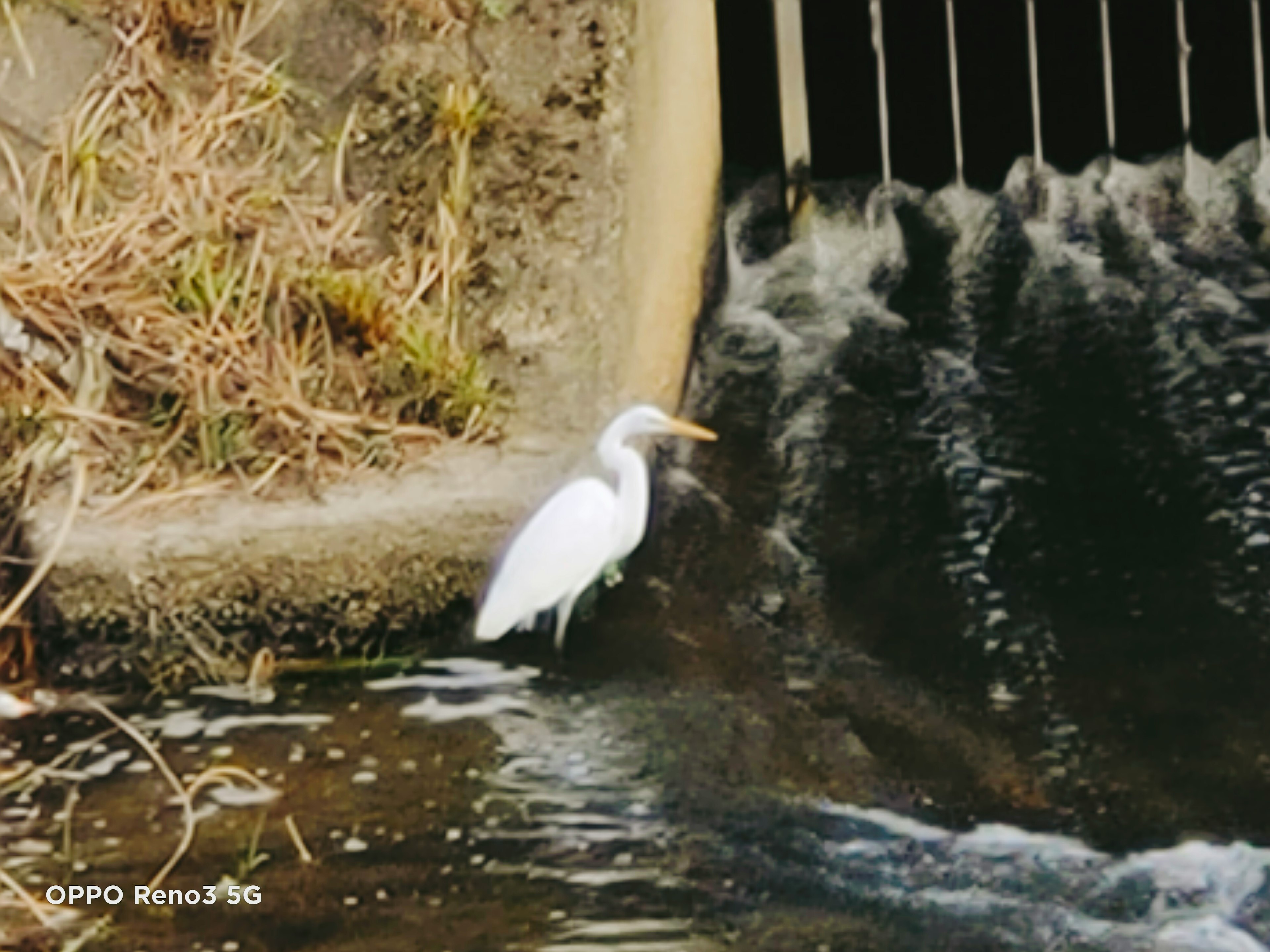 Ein weißer Reiher steht in der Nähe von fließendem Wasser