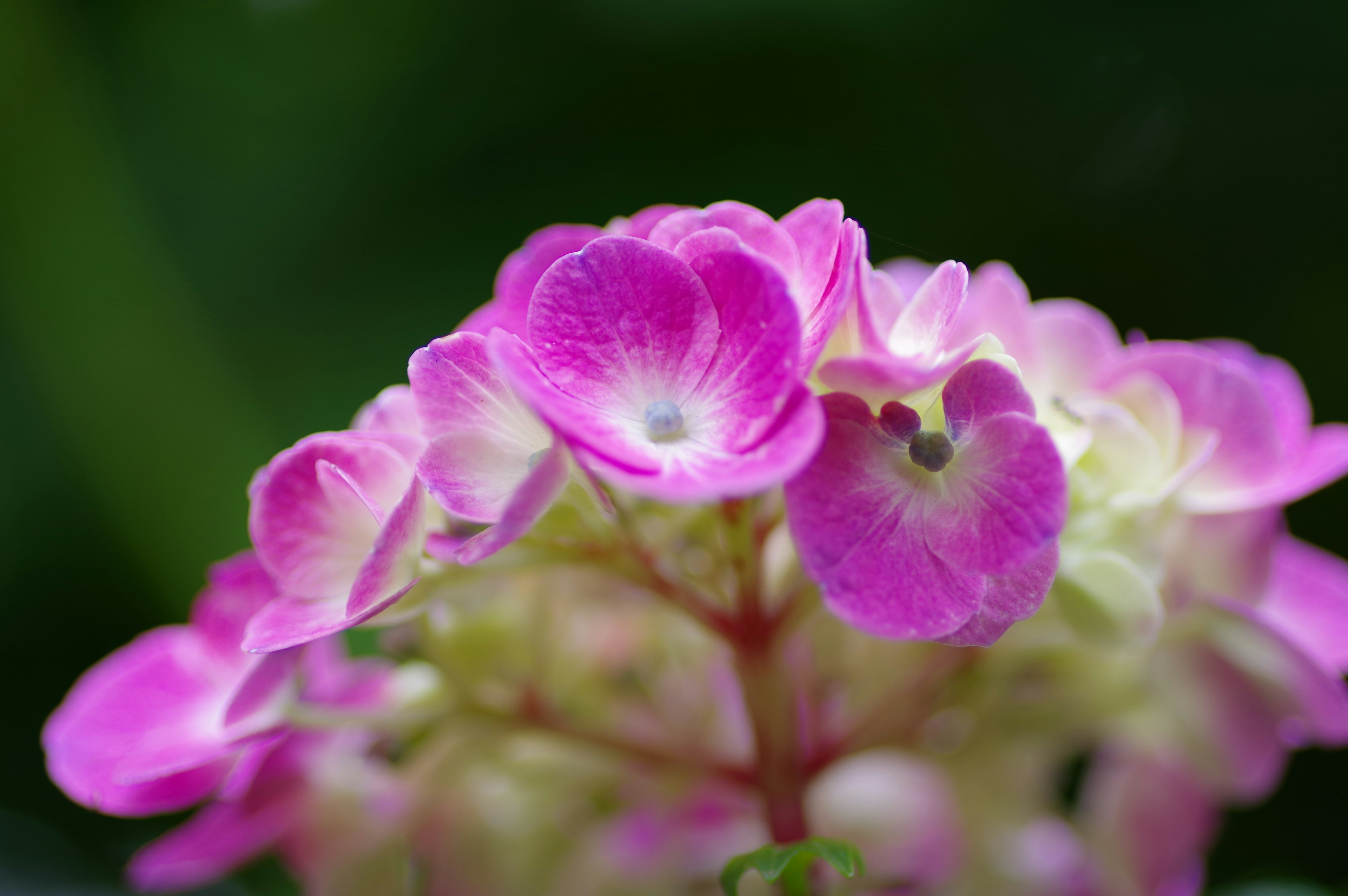 Primer plano de flores rosas vibrantes con fondo verde