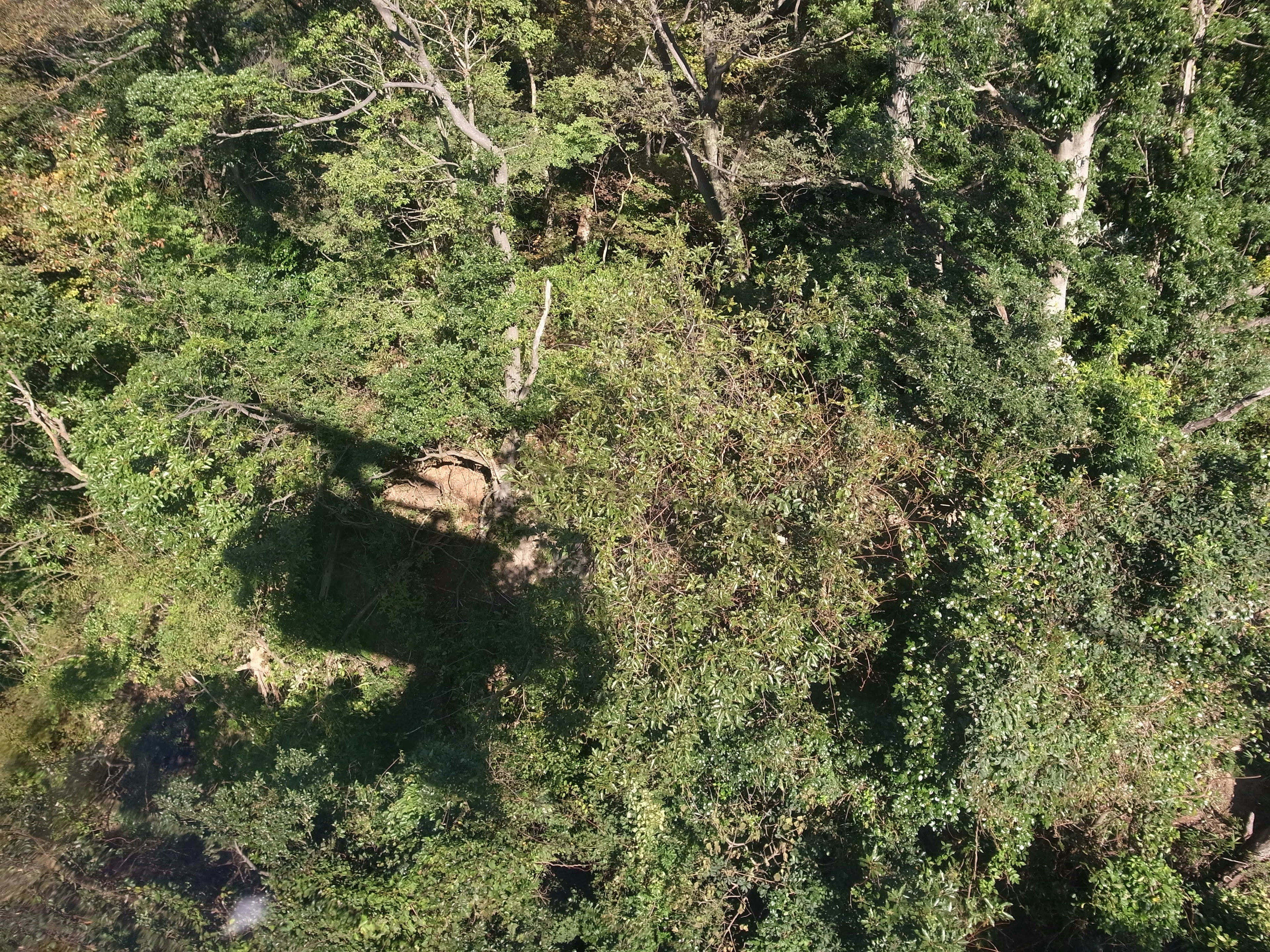 木々の影が映る緑豊かな森林の上空からの景色