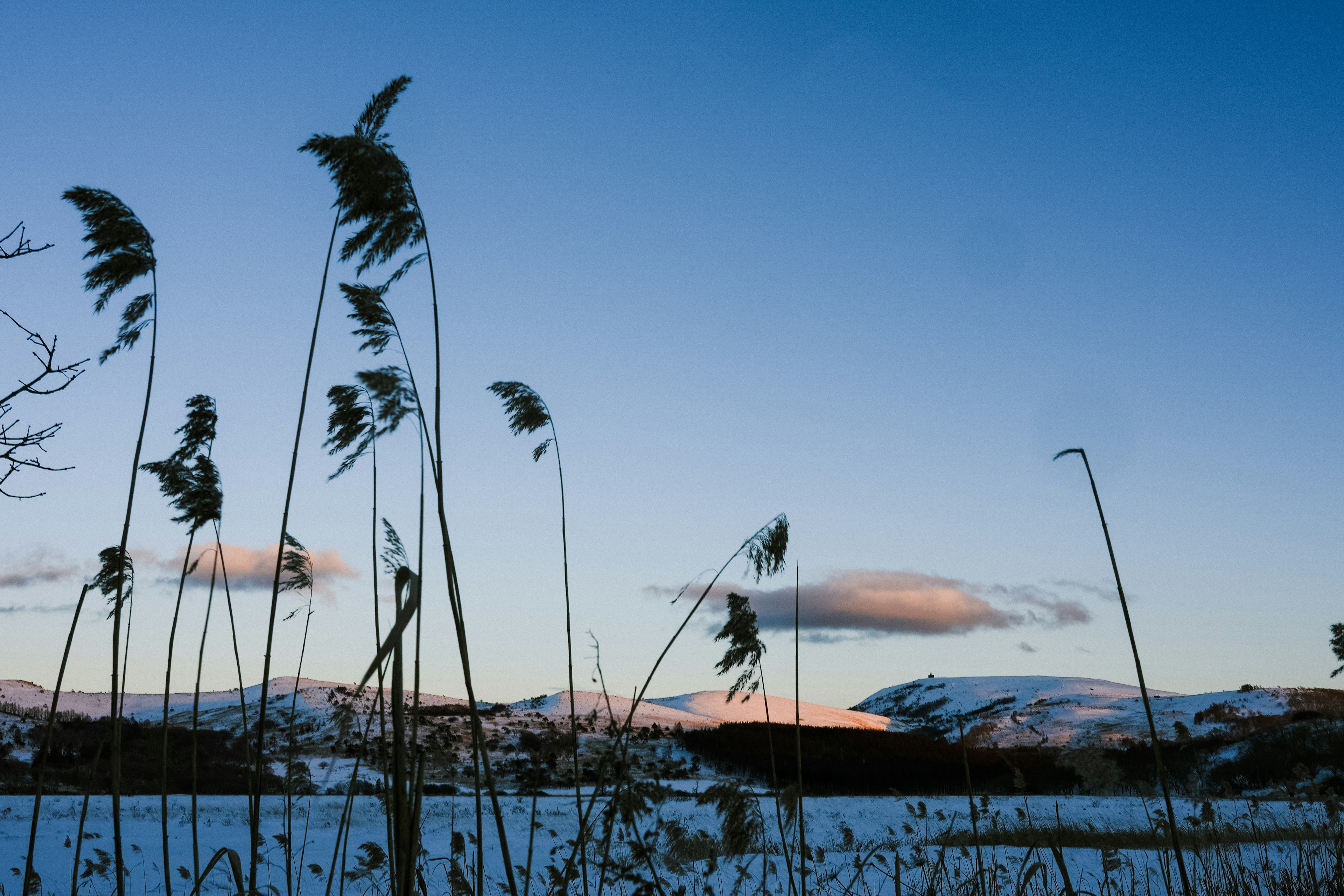 雪に覆われた風景に揺れる草の茎と青い空