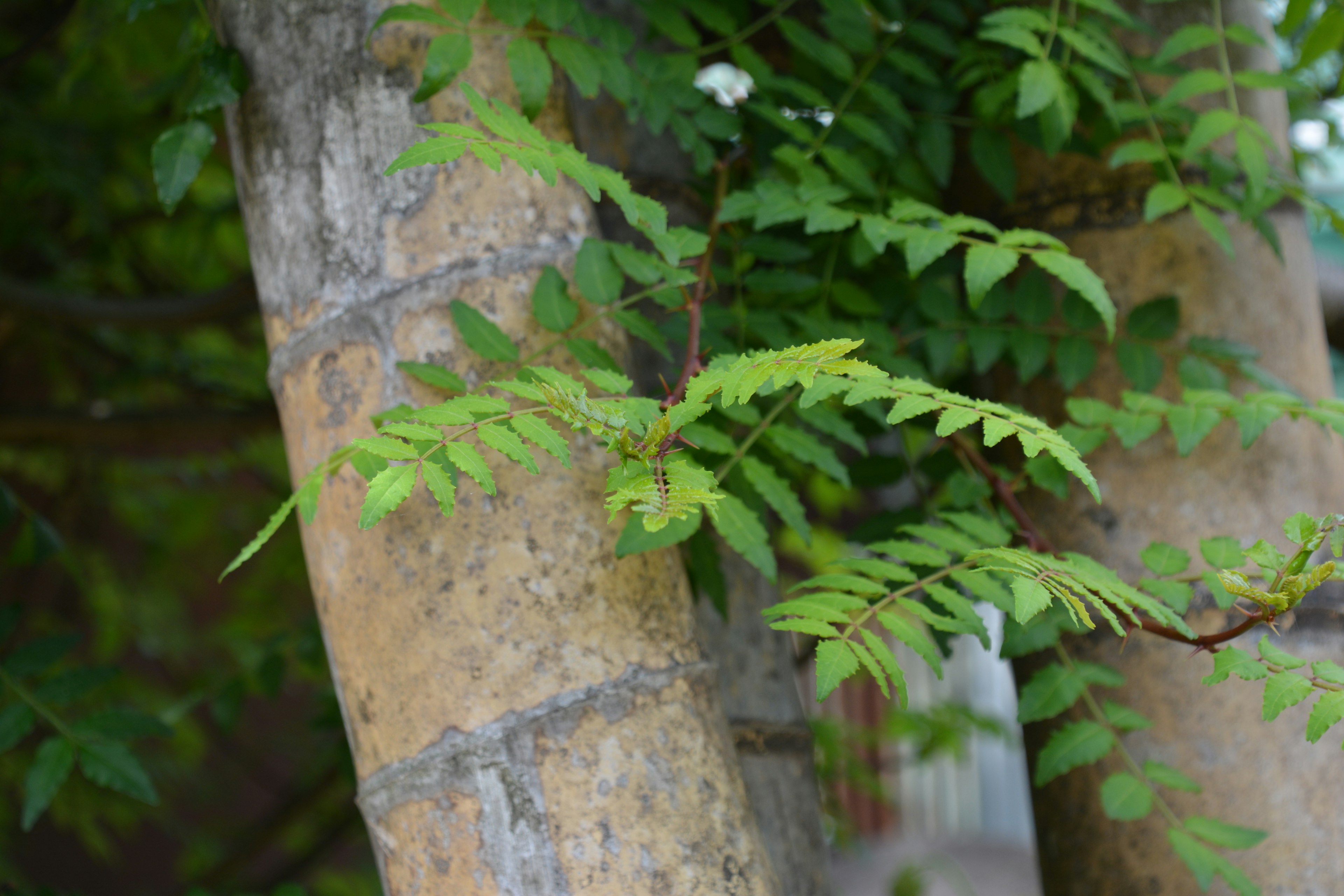 Branches with green leaves nestled between tree trunks