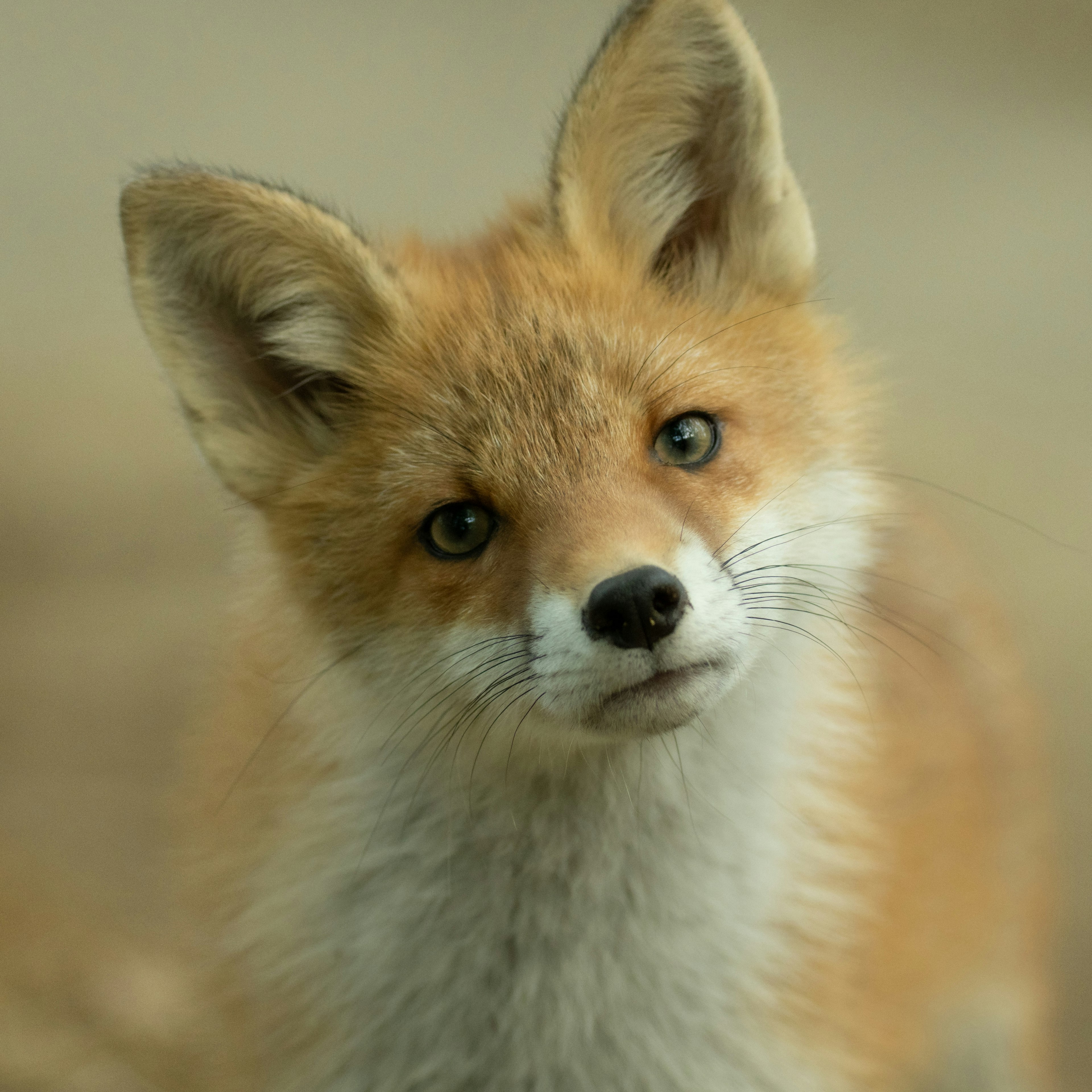 Ein süßer junger Fuchs, der direkt in die Kamera schaut