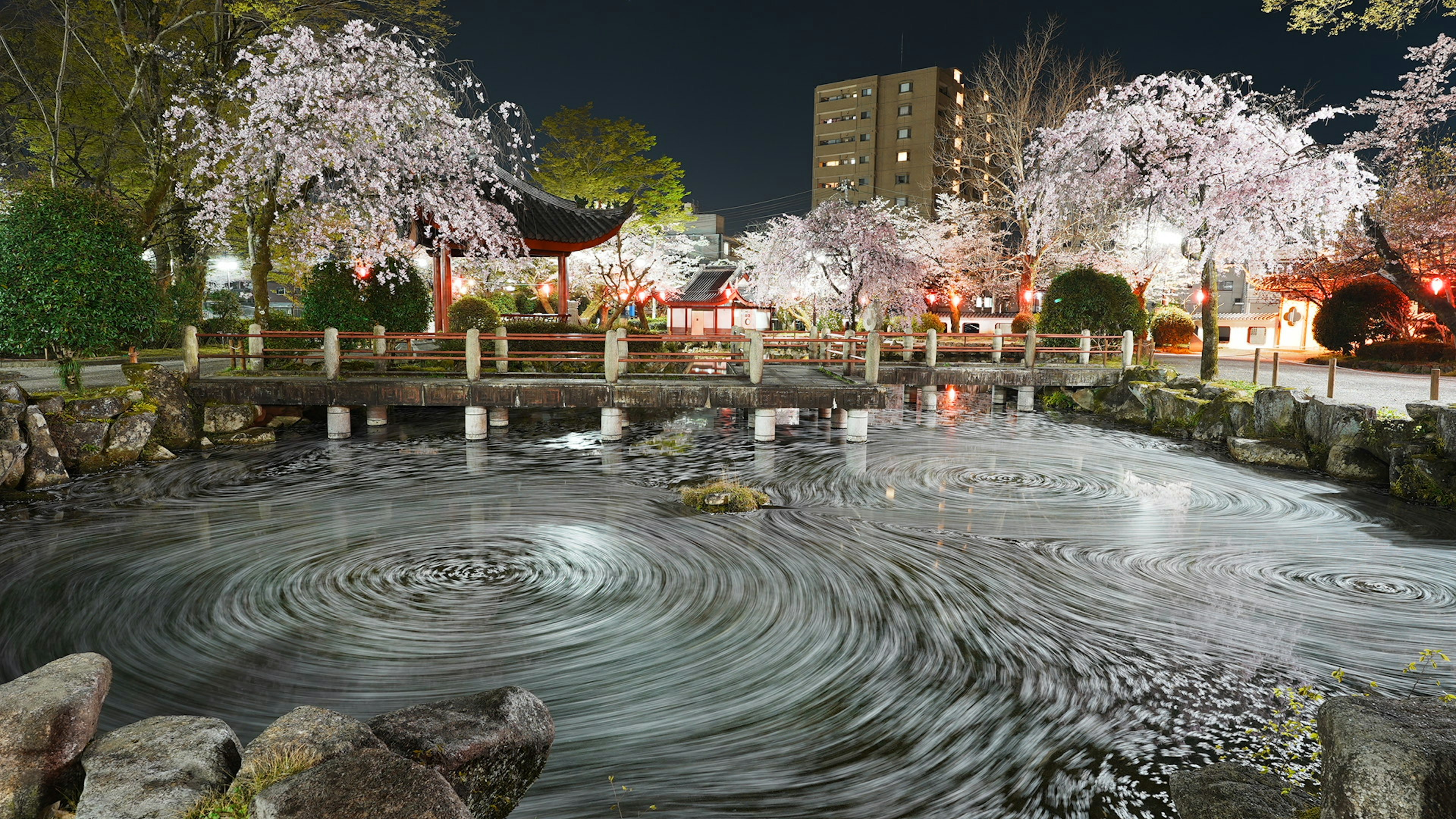 Nighttime scene of a park with cherry blossoms and rippling water