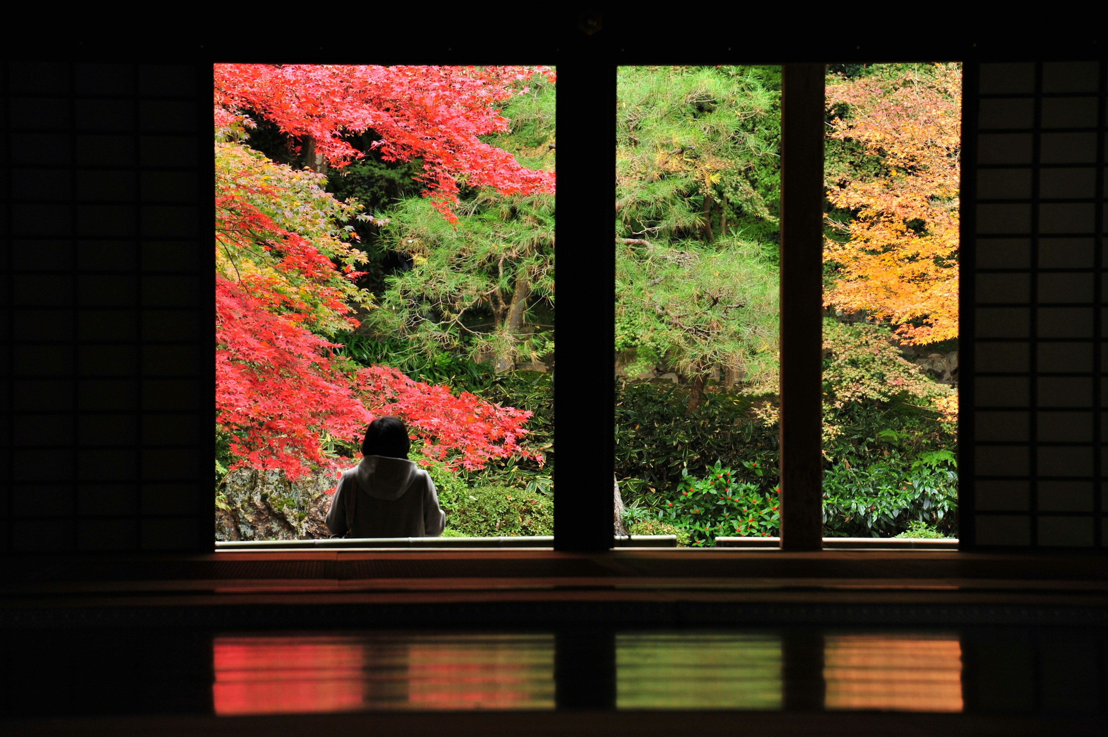 Une personne assise près d'une fenêtre avec un feuillage d'automne vibrant à l'extérieur