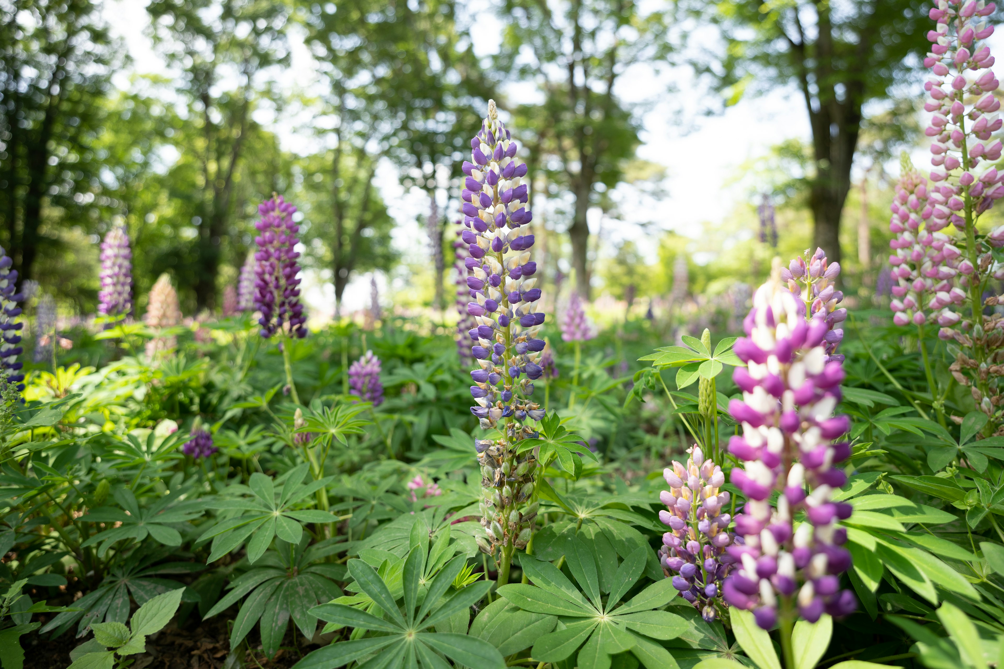 Ein lebhaftes Feld von Lupinenblüten in verschiedenen Farben umgeben von grünem Laub