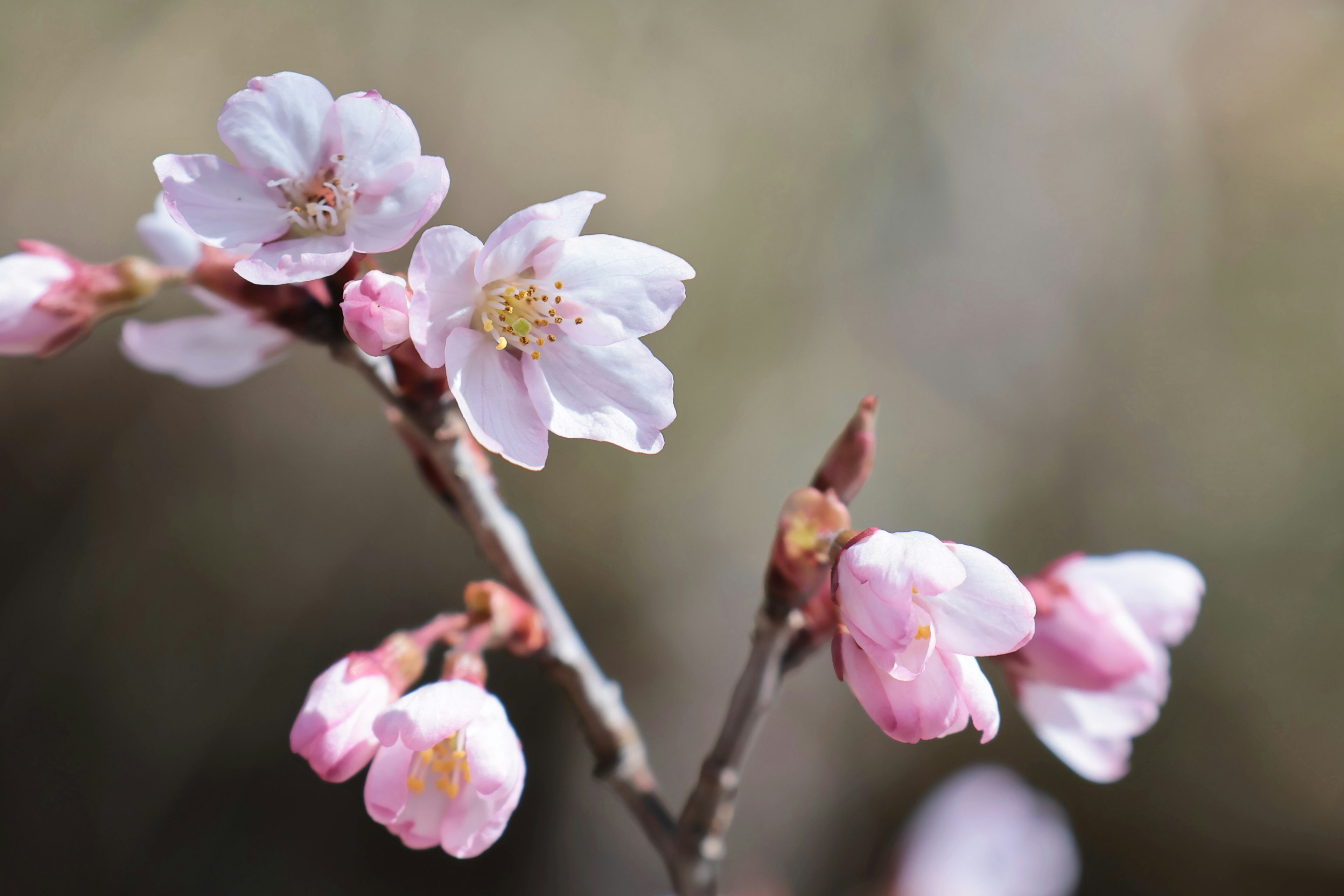 桜の花のアップで淡いピンク色の花びらとつぼみが特徴