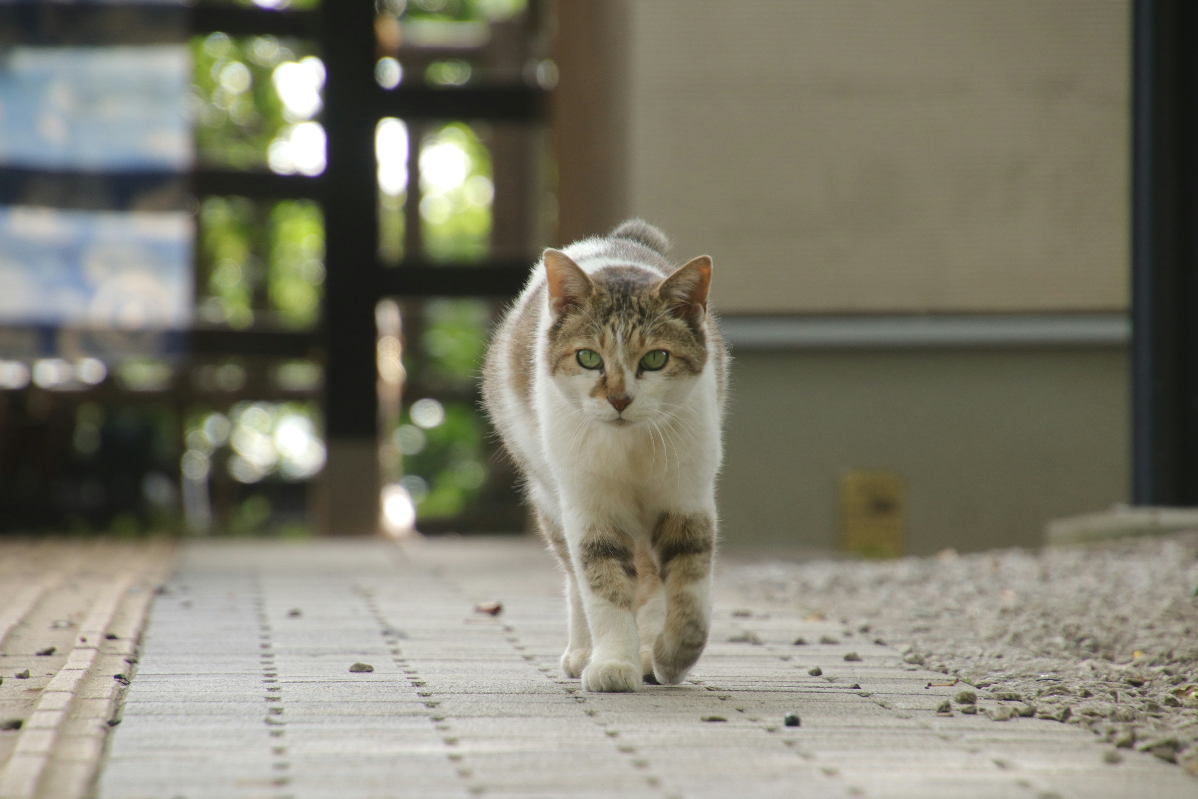 A white and brown cat walking along a path