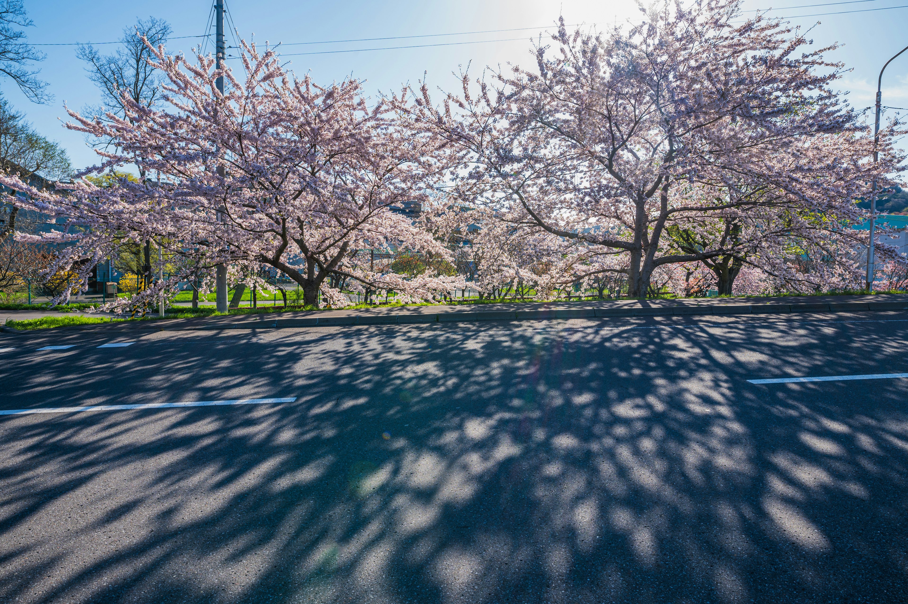 桜の木が並ぶ道路の風景 日差しの中で影が美しく映える