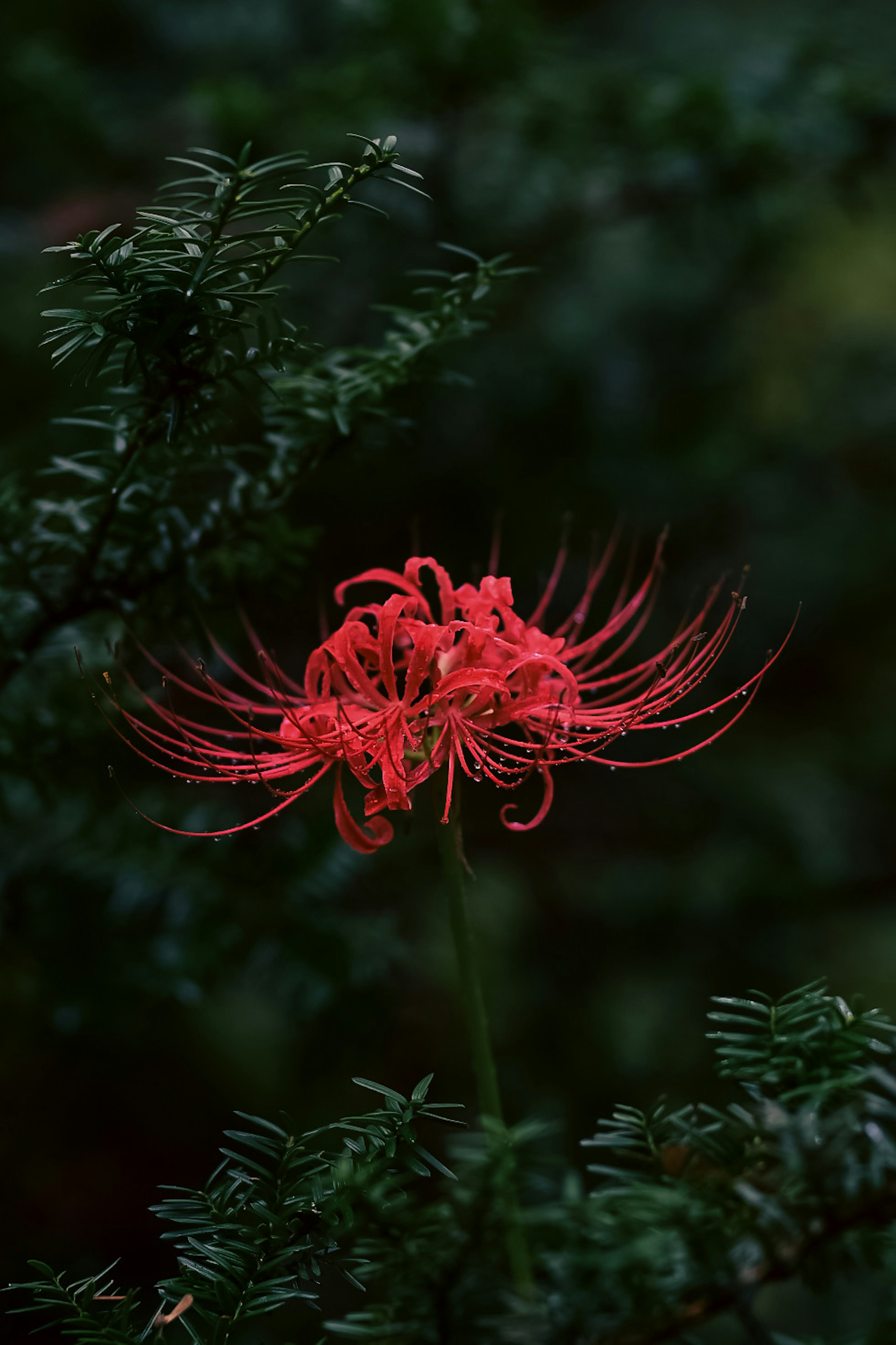 A red spider lily surrounded by dark green foliage