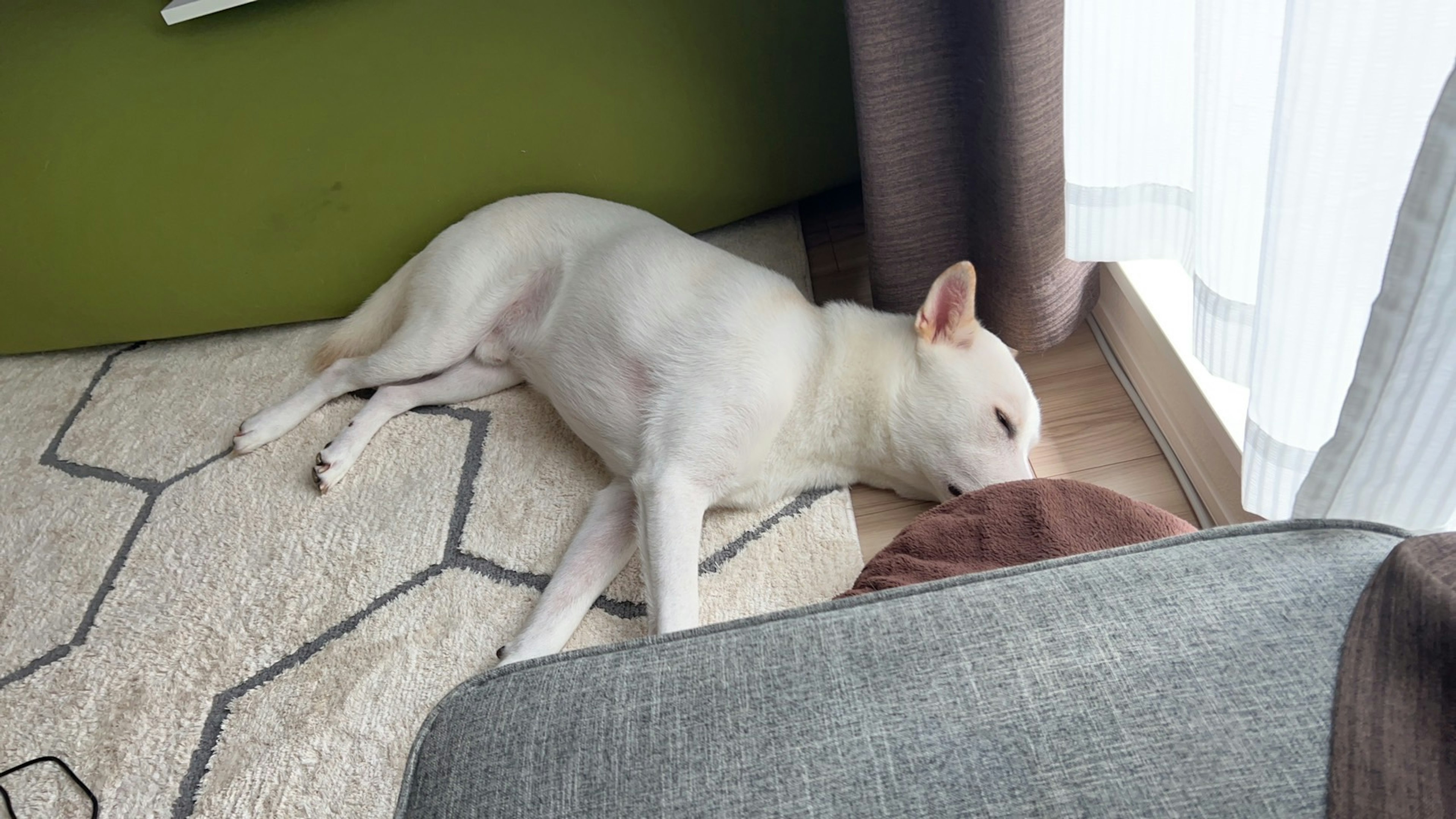 Weißer Hund schläft neben einem Sofa