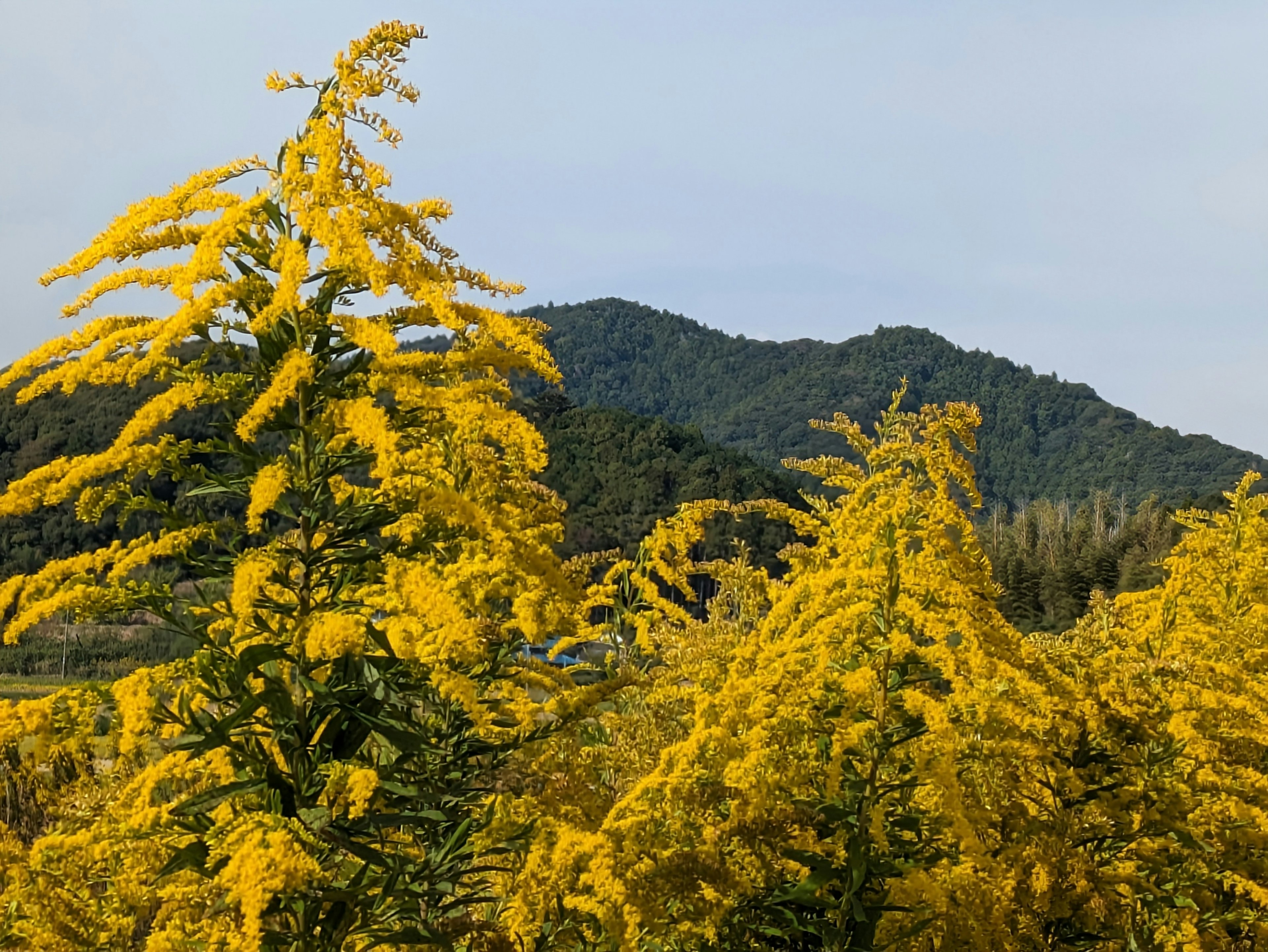 Landschaft mit Bäumen mit leuchtend gelben Blumen und einem entfernten Berg